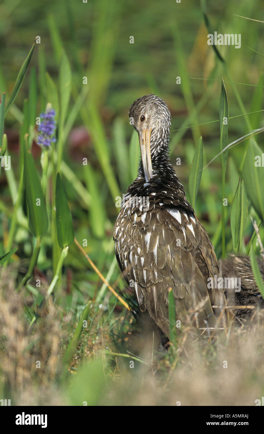 Dans quarauna Limpkin Aramus roseaux Florida Banque D'Images