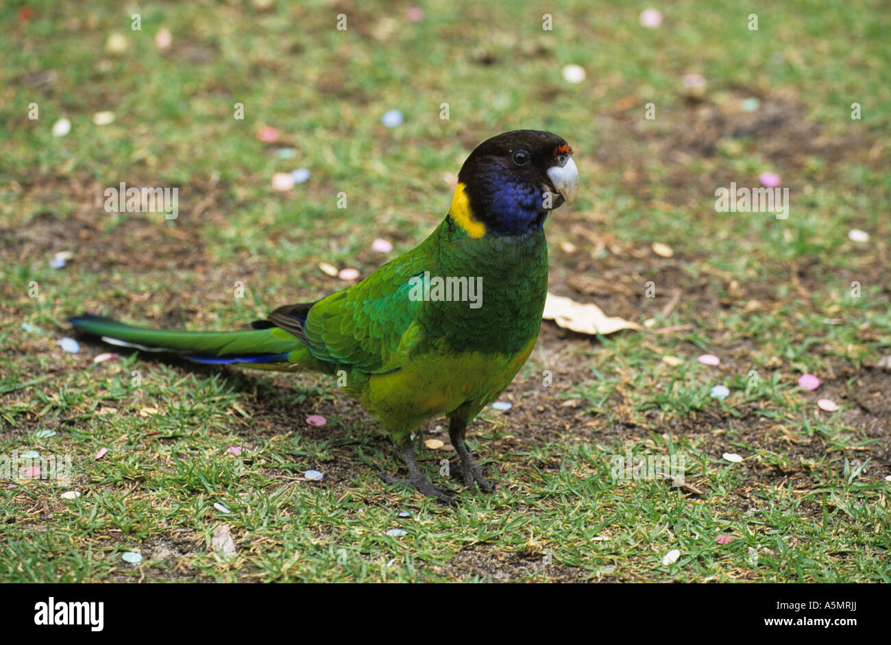 Parrot Barnardius zonarius Port Lincoln Fermer jusqu'au rez-de-l'ouest de l'Australie Banque D'Images