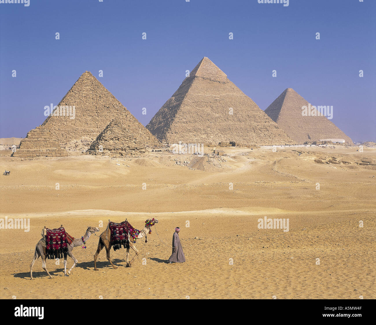 Promenades en chameau pour les touristes à Giza pyramids cairo Egypt Banque D'Images