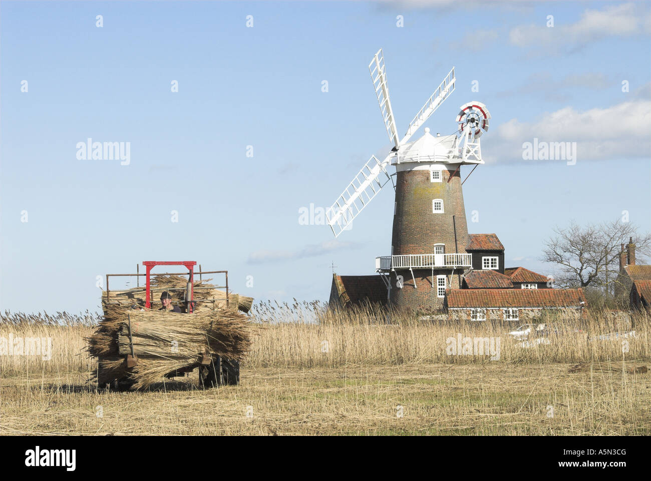 Le tracteur chargé avec des paquets de reed prêt à l'emploi North Norfolk UK Banque D'Images