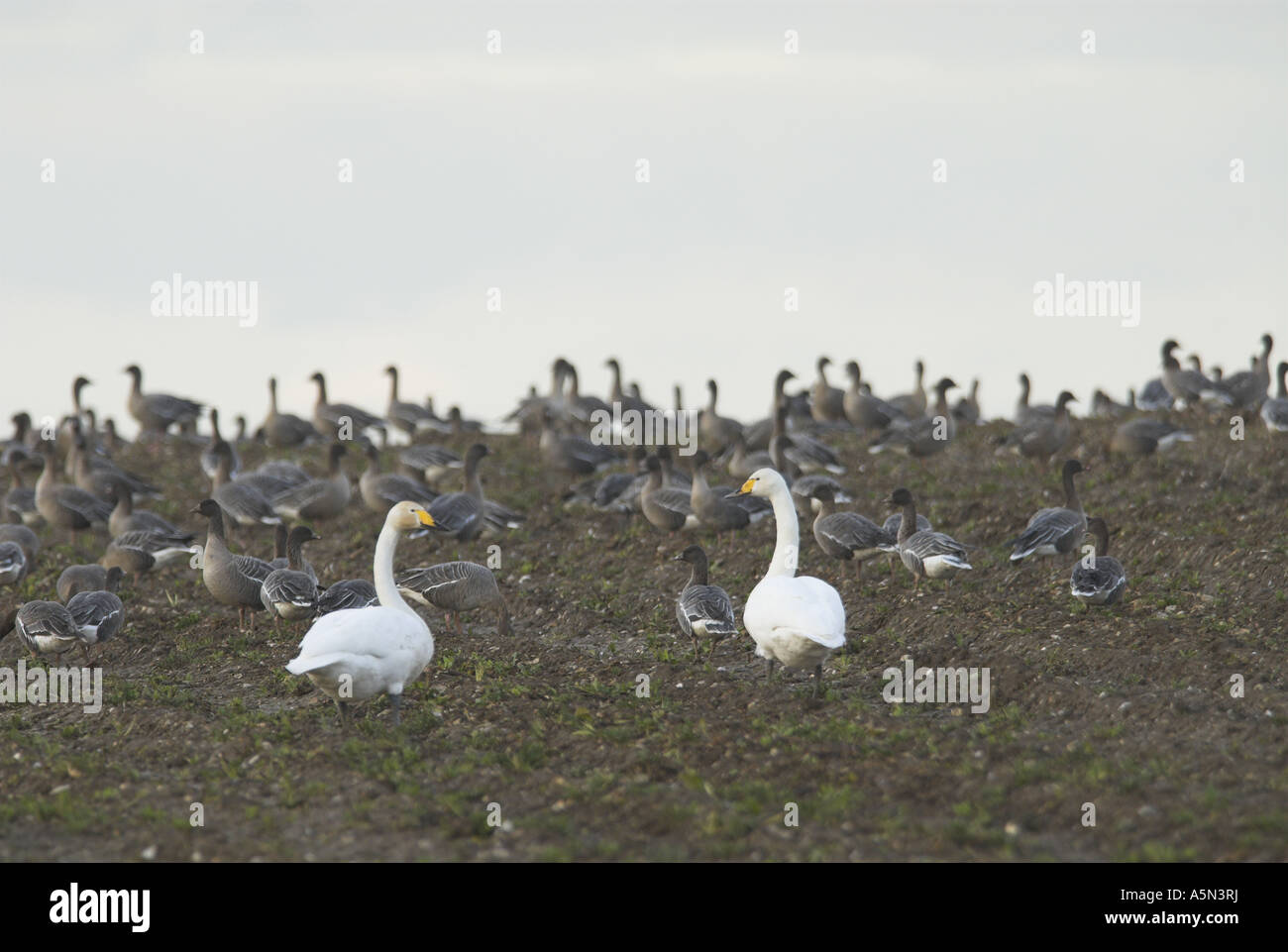 Cygne chanteur cygnus Cygnus oiseaux migrants avec oies Anser brachyrhynchus Rose Norfolk UK Février Banque D'Images