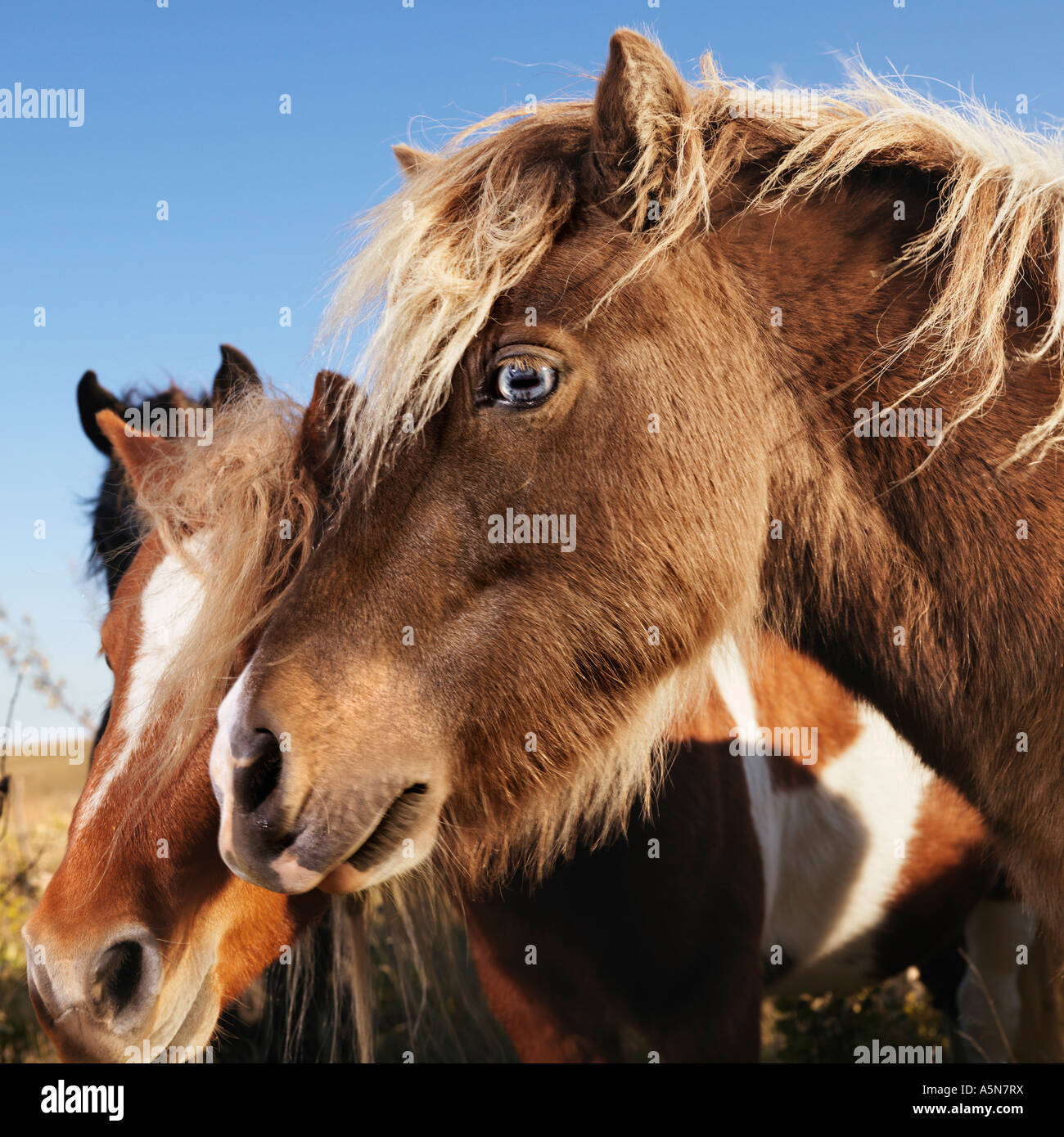 Portrait de profil de deux chevaux miniatures Falabella marron dans la zone Banque D'Images
