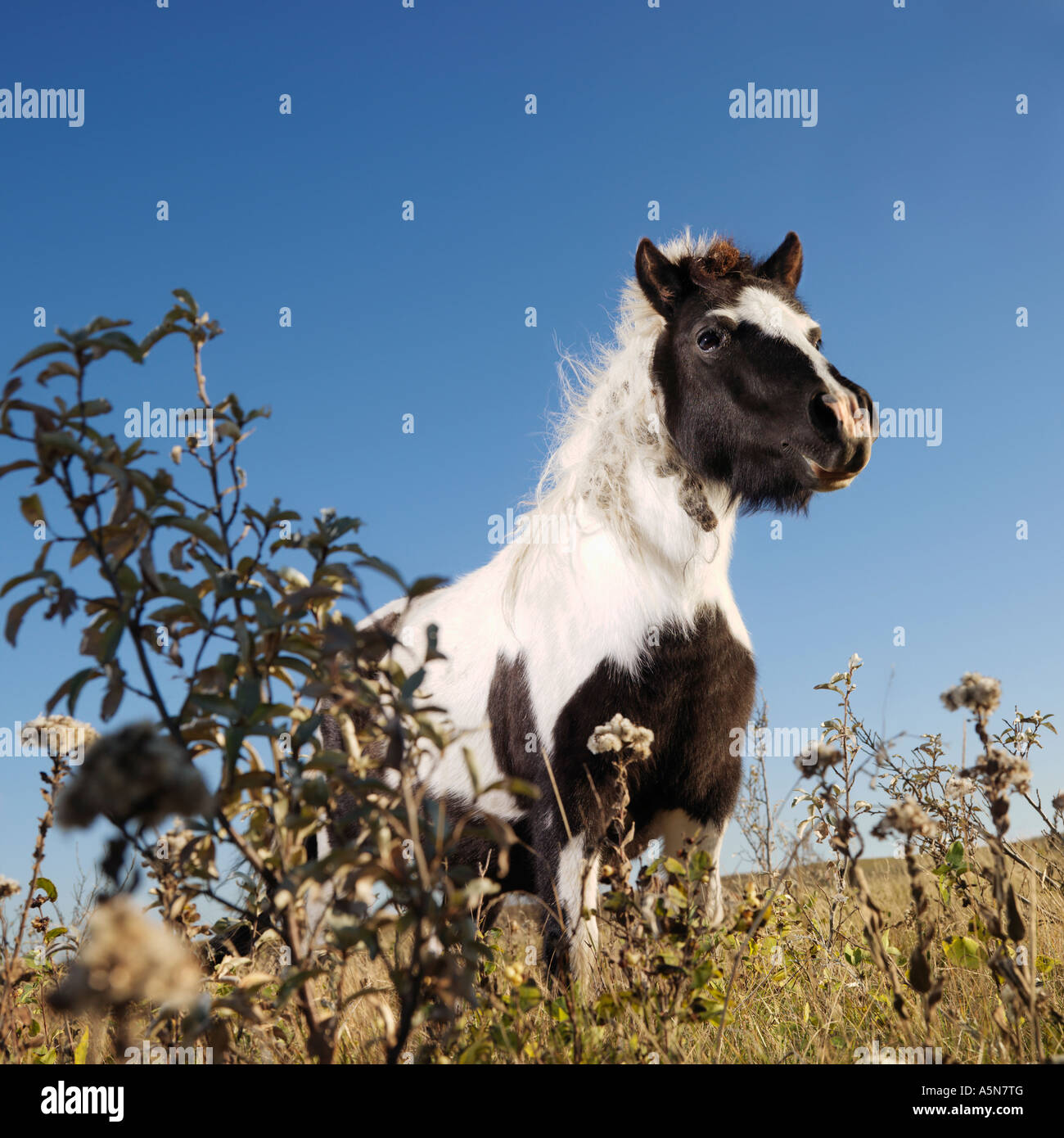 Low angle view of black and white Falabella cheval miniature dans le champ Banque D'Images