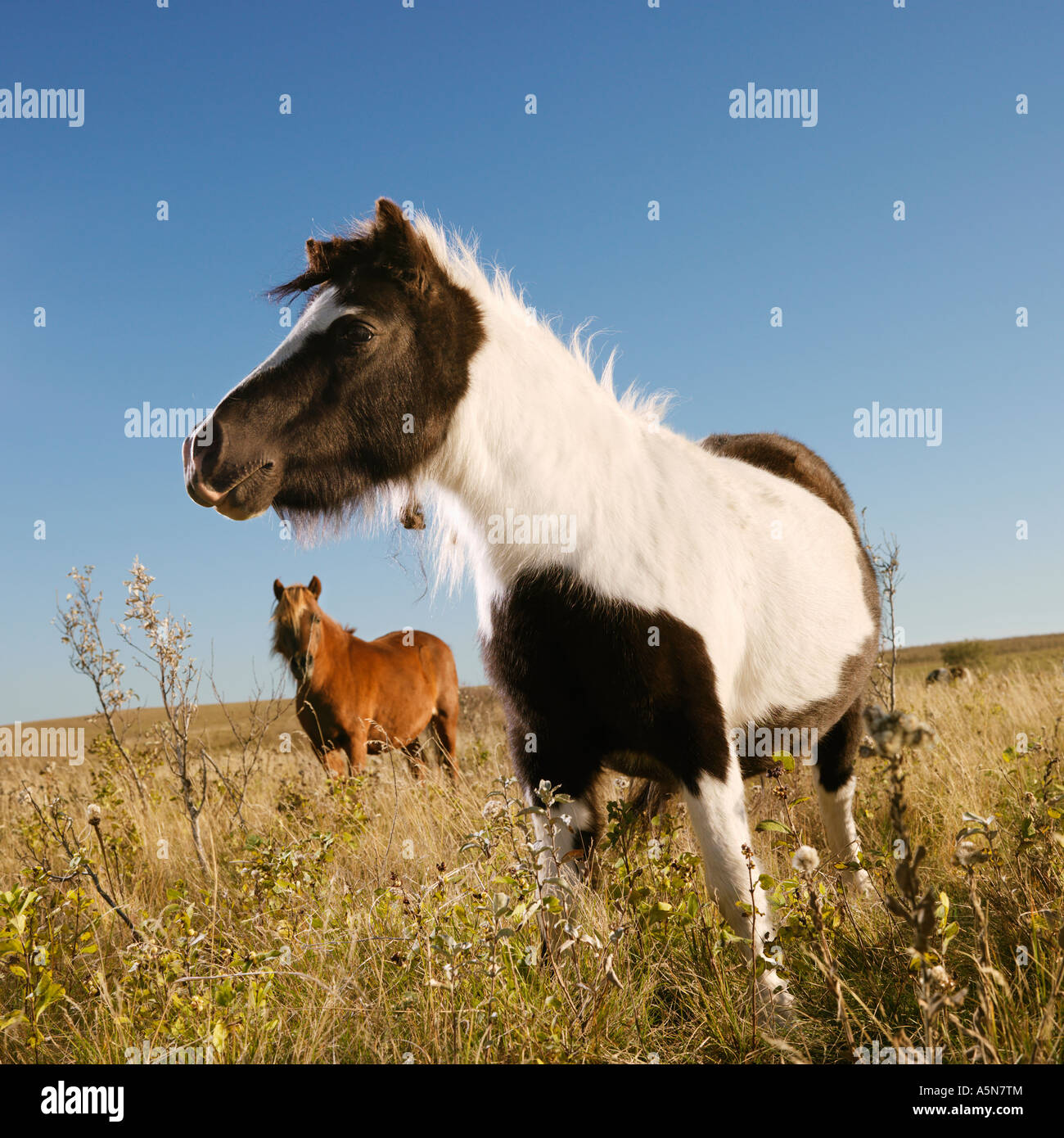 Le noir et blanc Falabella cheval miniature avec brown Falabella cheval miniature en arrière-plan standing in field Banque D'Images