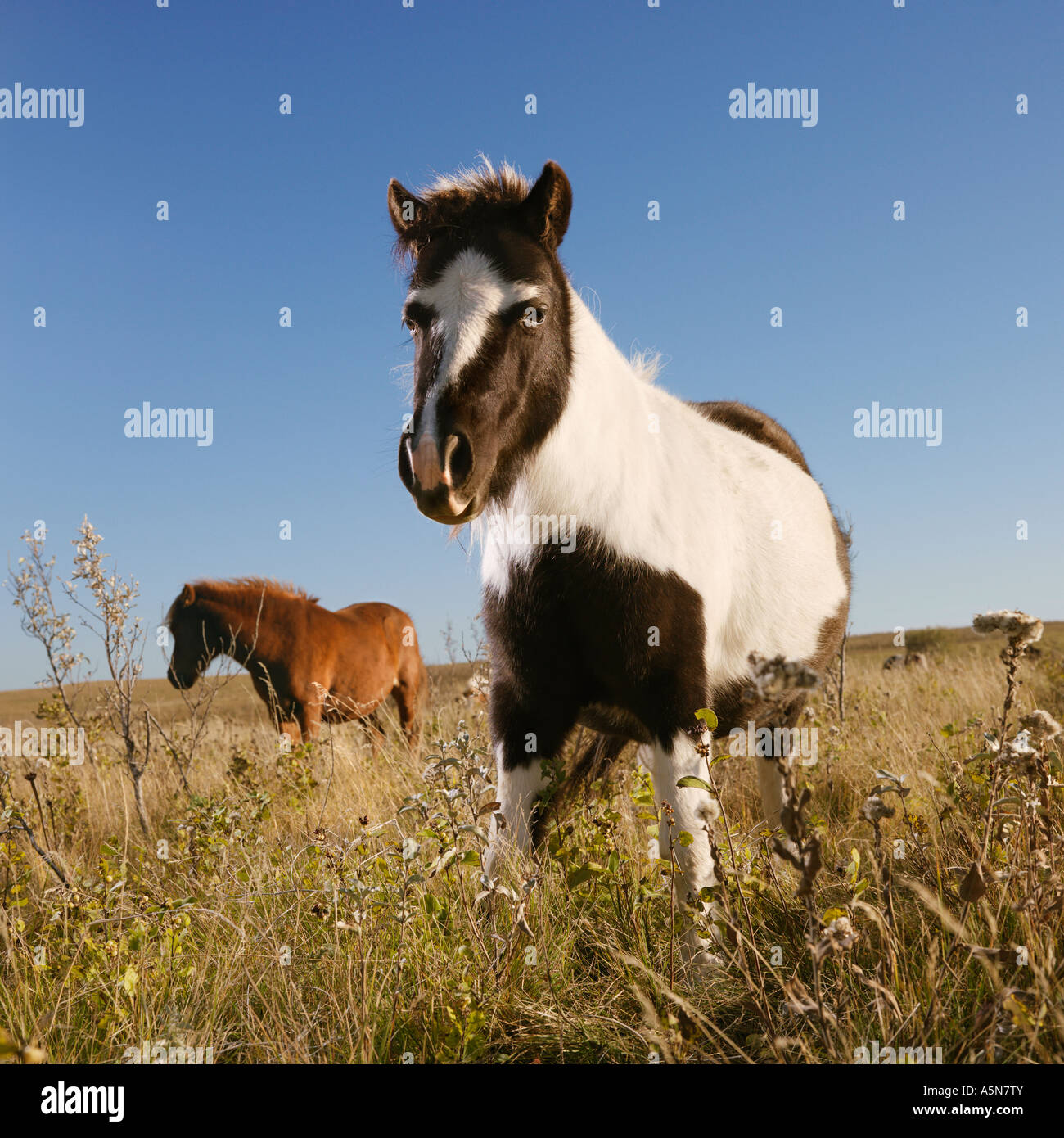 Le noir et blanc Falabella cheval miniature avec brown Falabella cheval miniature en arrière-plan standing in field Banque D'Images