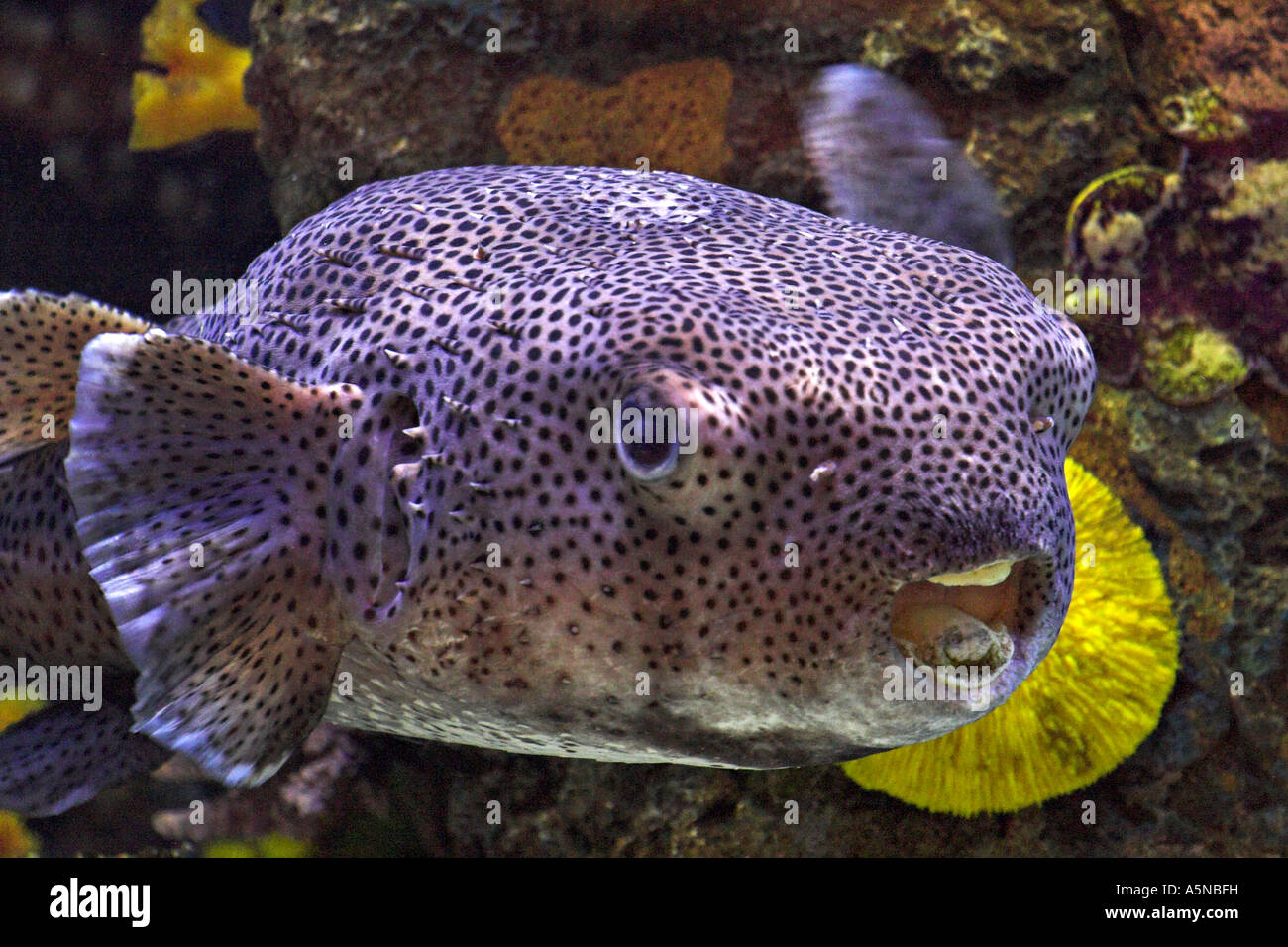 Ballonnement Puffer et ballonné gonflés un grand poisson-globe violet  Tetraodontidae nage par dans un aquarium Las Vegas NEVADA USA Photo Stock -  Alamy