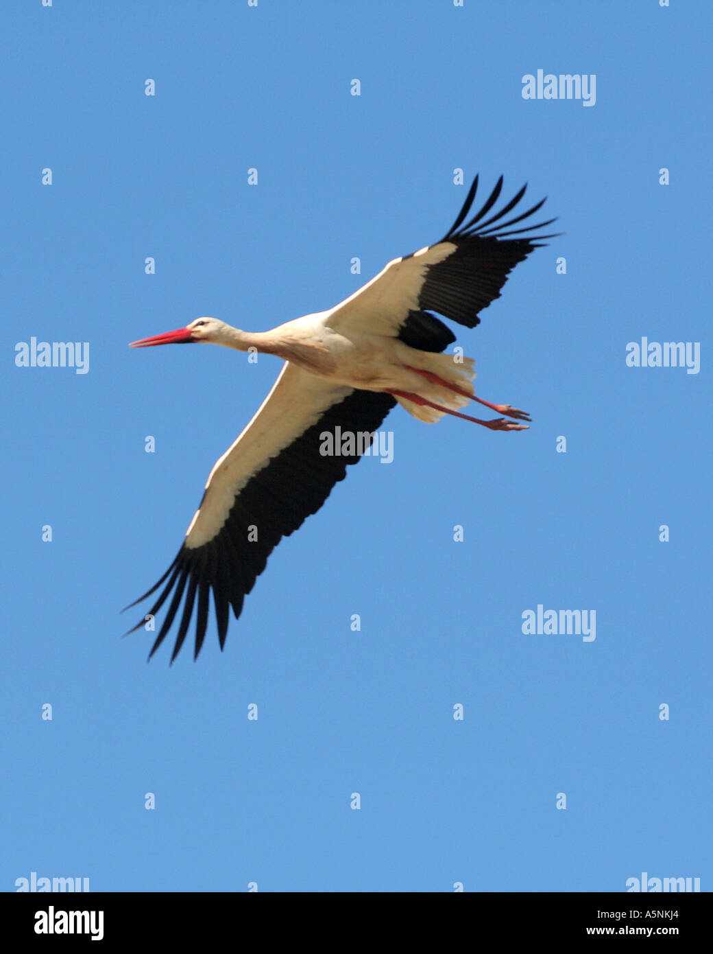 Cigogne blanche volant dans l'air Lagos Algarve Portugal Banque D'Images