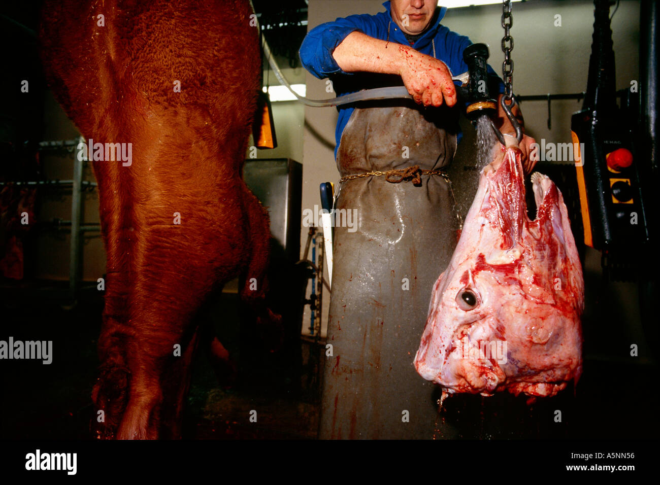 Une tête de taureau fraîchement abattu en cours de nettoyage de sang à un abattoir à la ferme. Banque D'Images
