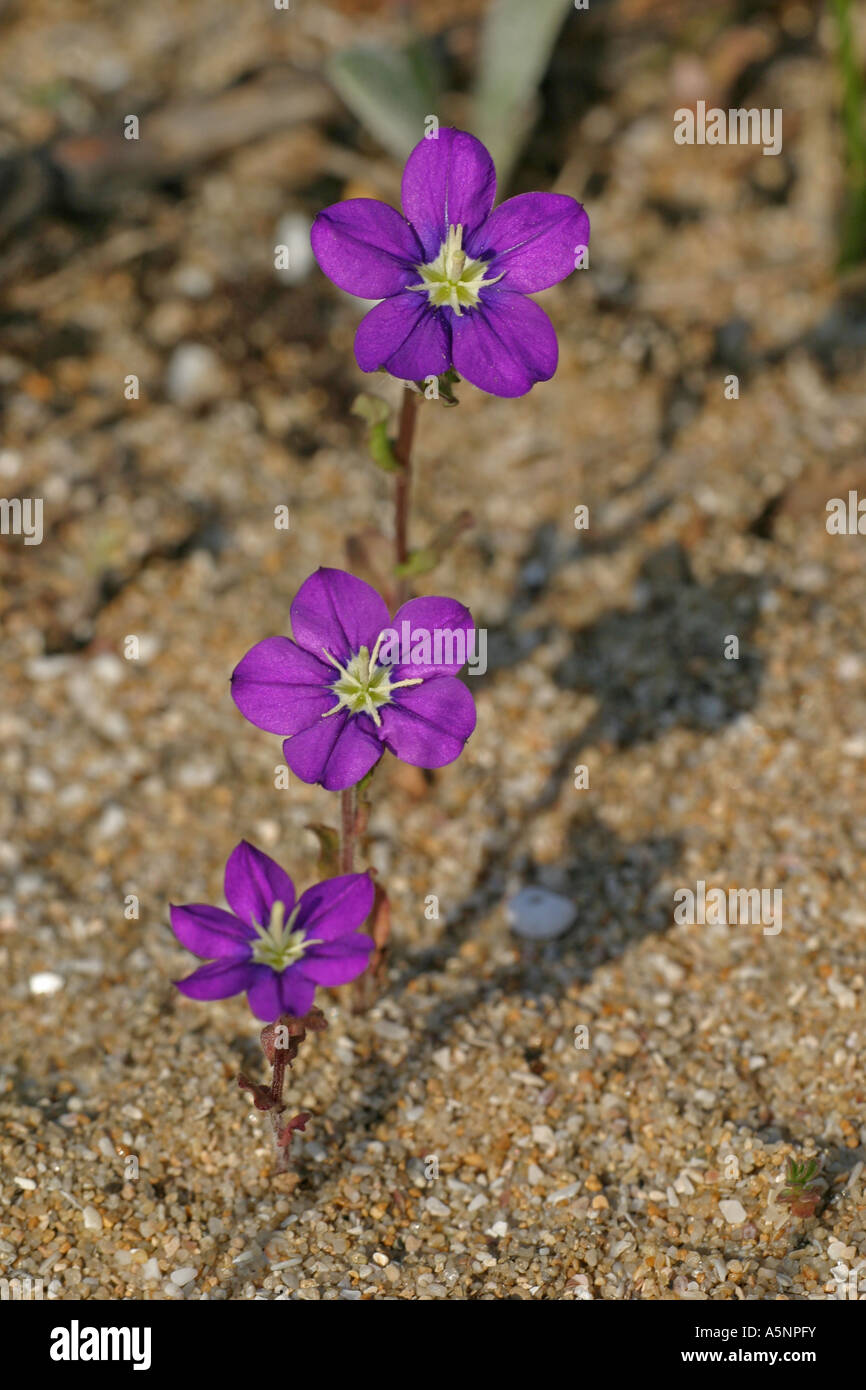 Vénus's looking glass (Legousia speculum-veneris) (Campanula speculum-veneris) Banque D'Images