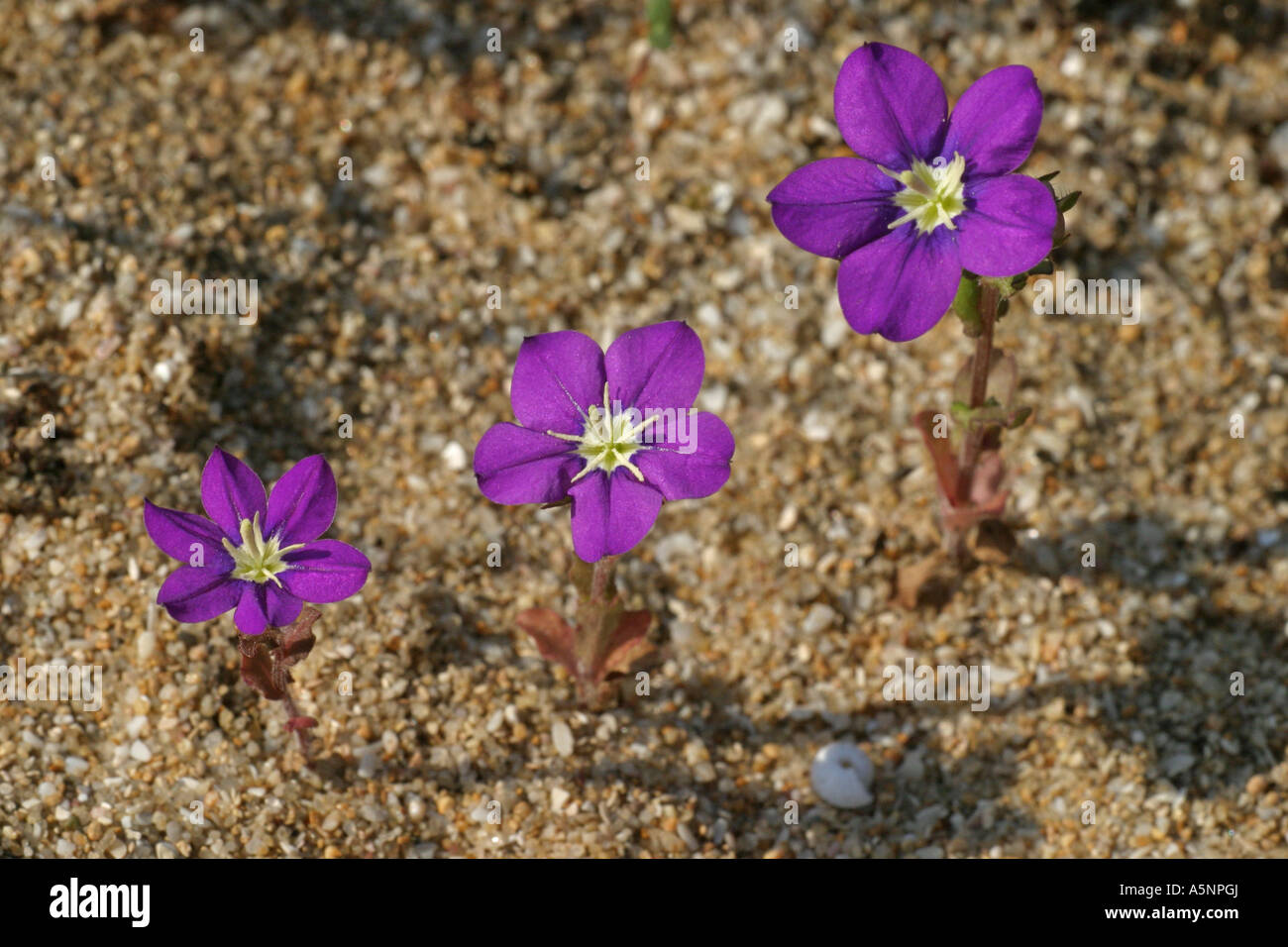 Vénus's looking glass (Legousia speculum-veneris) (Campanula speculum-veneris) Banque D'Images