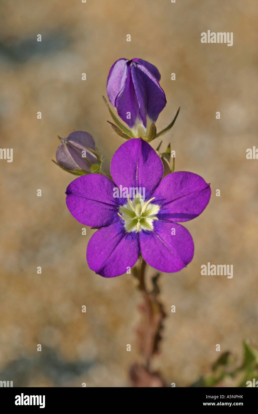 Vénus's looking glass (Legousia speculum-veneris) (Campanula speculum-veneris) Banque D'Images