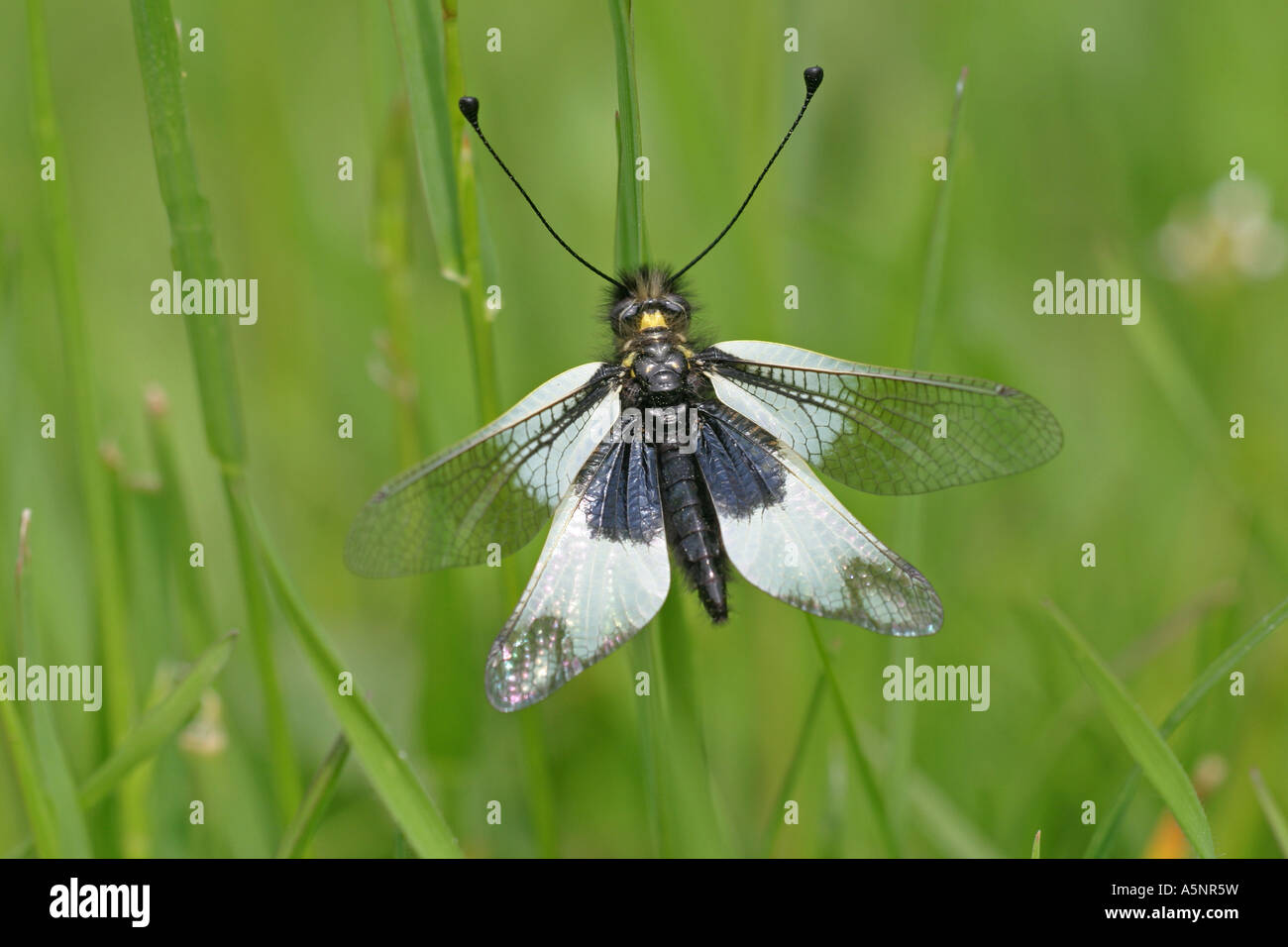 Libelloides ottomanus, ascalaphe â€, Bulgarie, Banque D'Images