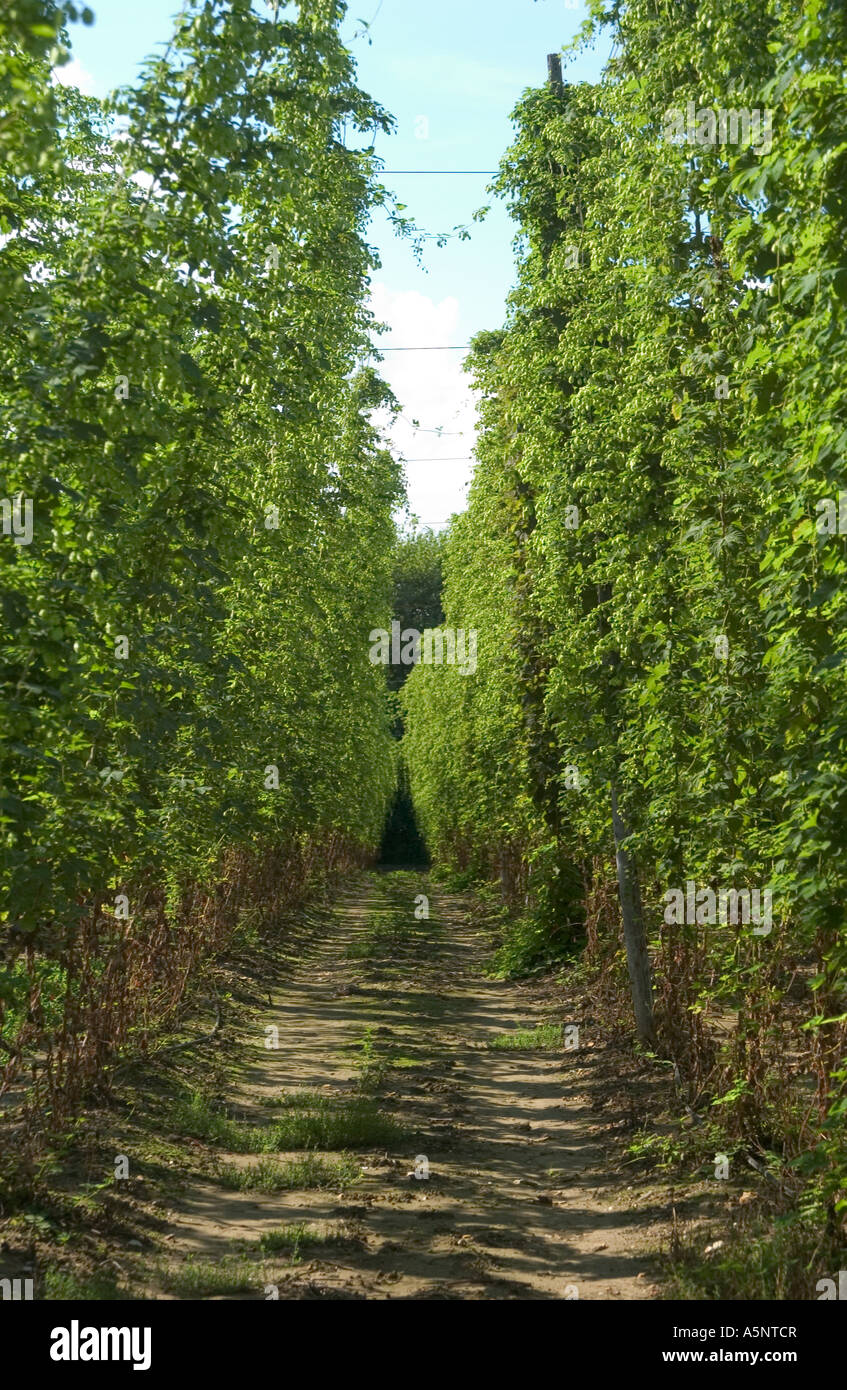 Floraison de maturité de récolte sur le houblon bines à récolte, Faversham, Kent, Angleterre, Royaume-Uni. Banque D'Images