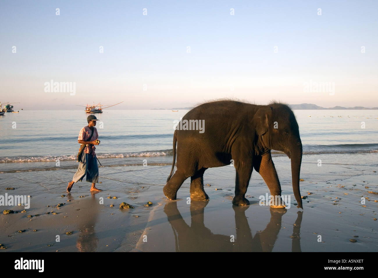 Jeune éléphant asiatique de 4 ans 'Rara' se baignant dans la mer avec mahoot, cavalier, gardien ou entraîneur sur la plage touristique de Krabi en Thaïlande. Banque D'Images