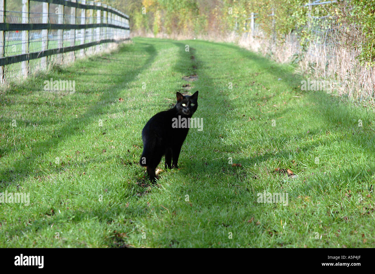 Un chat noir se sauve, mais il s'est arrêté dans son élan par sa grande curiosité. Banque D'Images