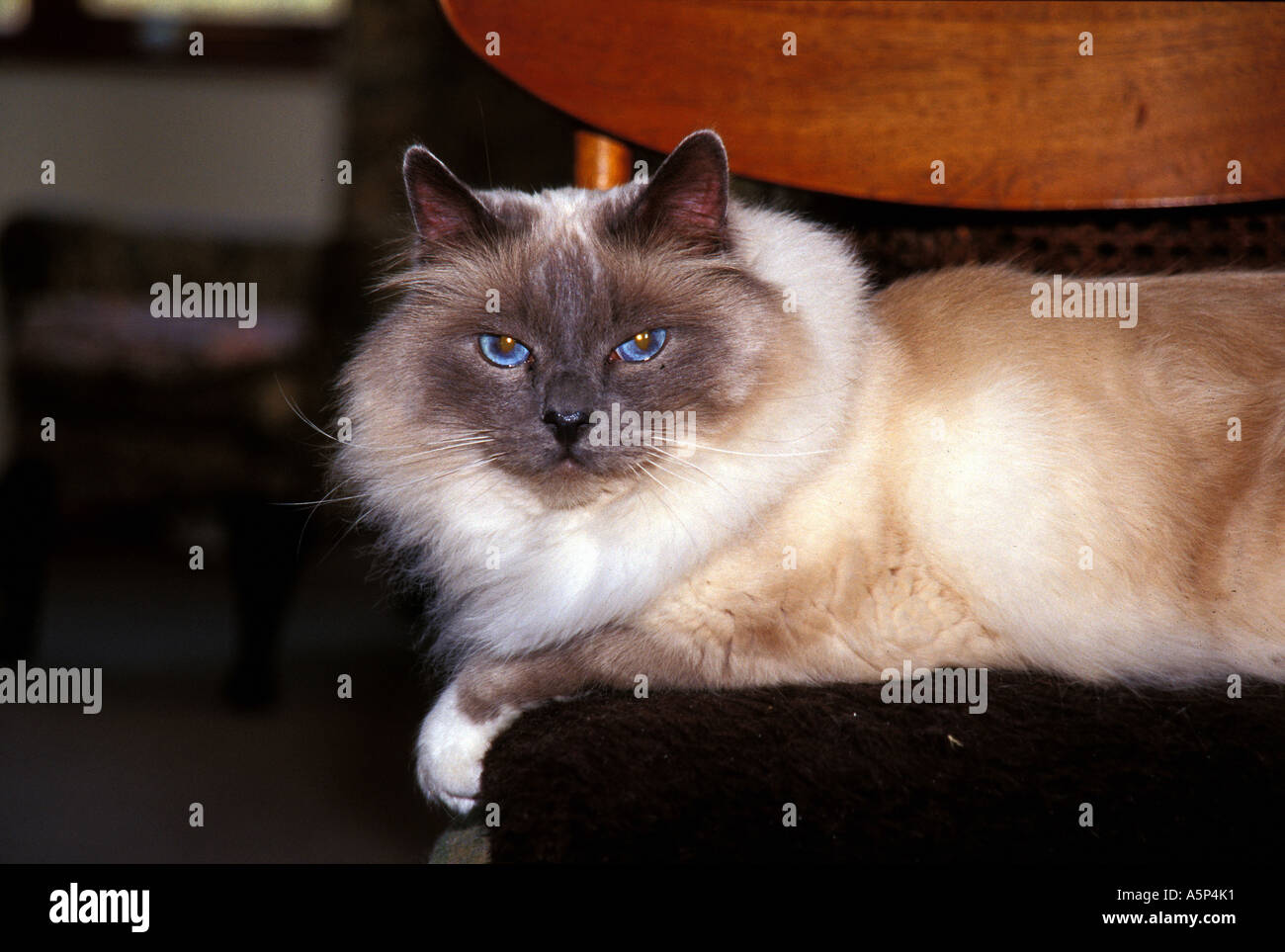 Un pedigree chat birman est allongé sur une chaise dans le salon. Banque D'Images