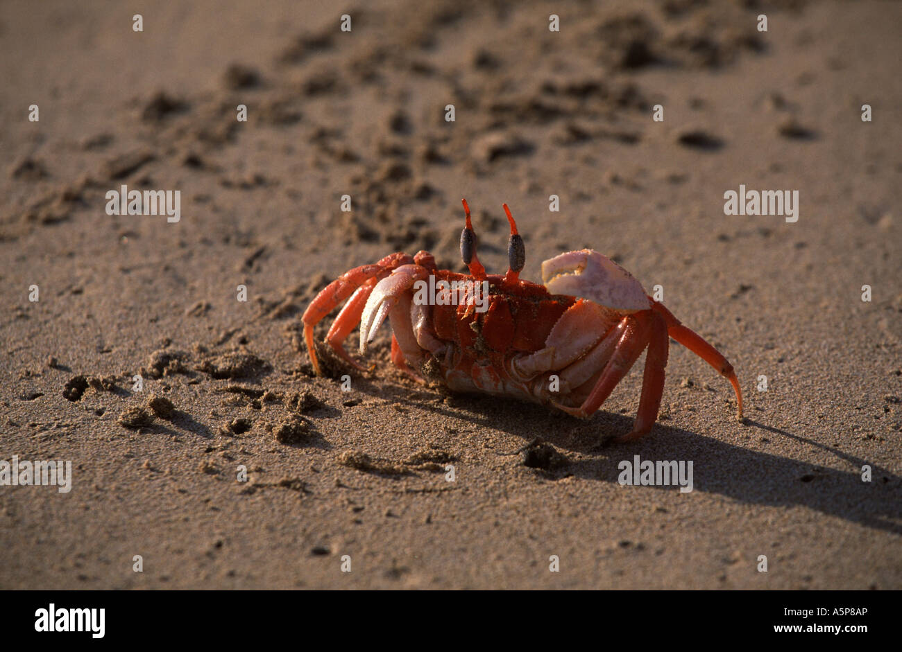 Le crabe fantôme sur la plage d'Isabela, Îles Galápagos Banque D'Images