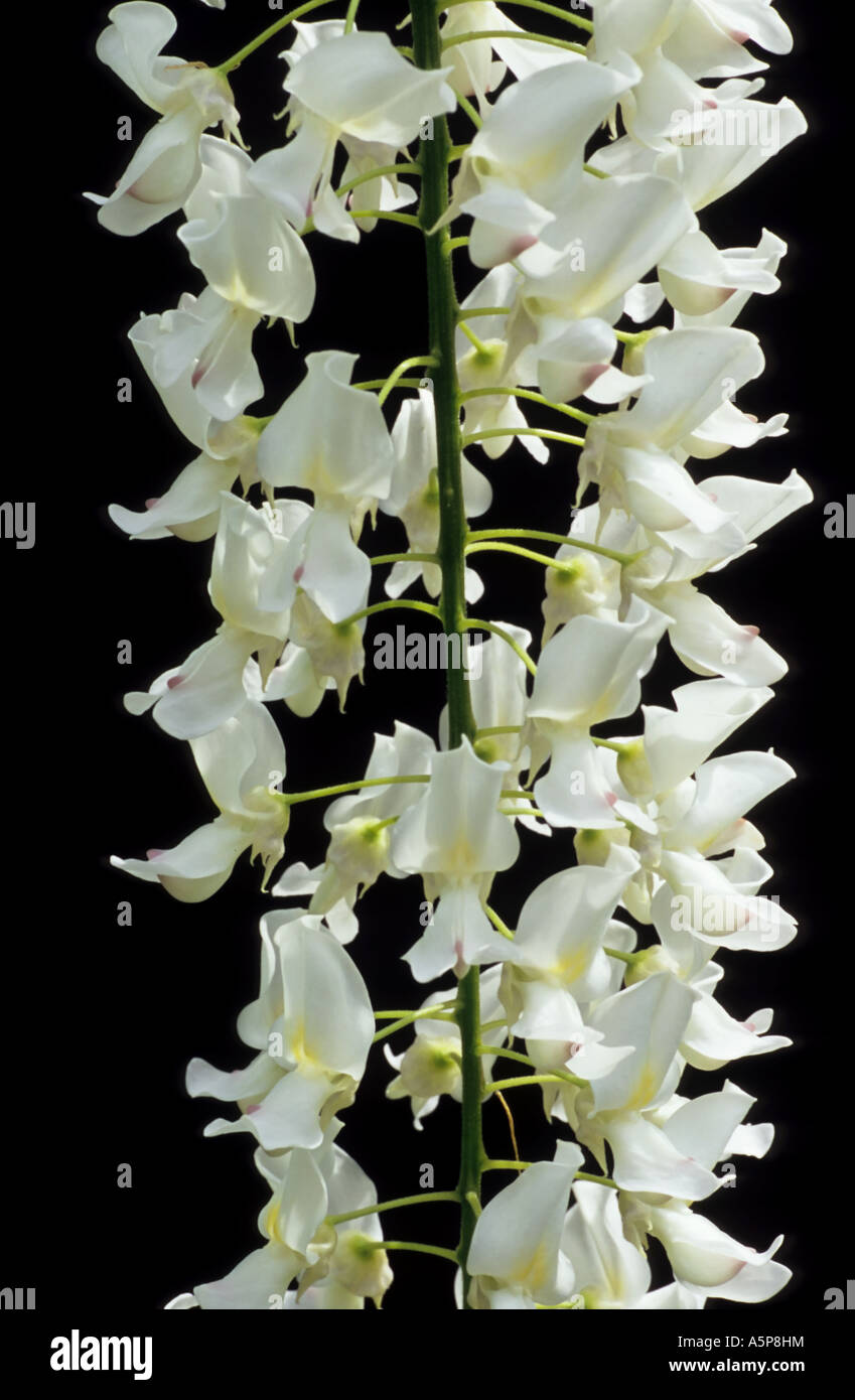 Wisteria sinensis alba fleurs blanches sur fond noir Banque D'Images