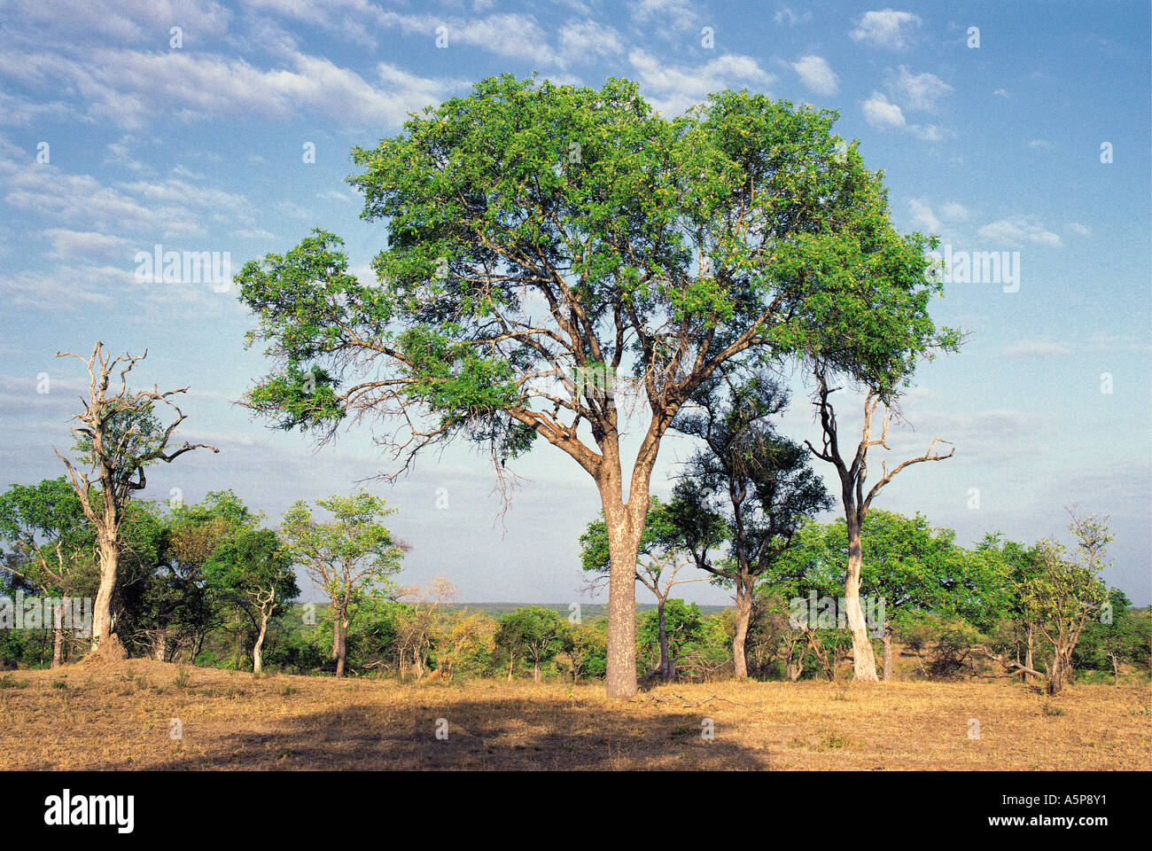L'arbre d'Ébène Londolozi Game Reserve près du Parc National Kruger en Afrique du Sud Banque D'Images