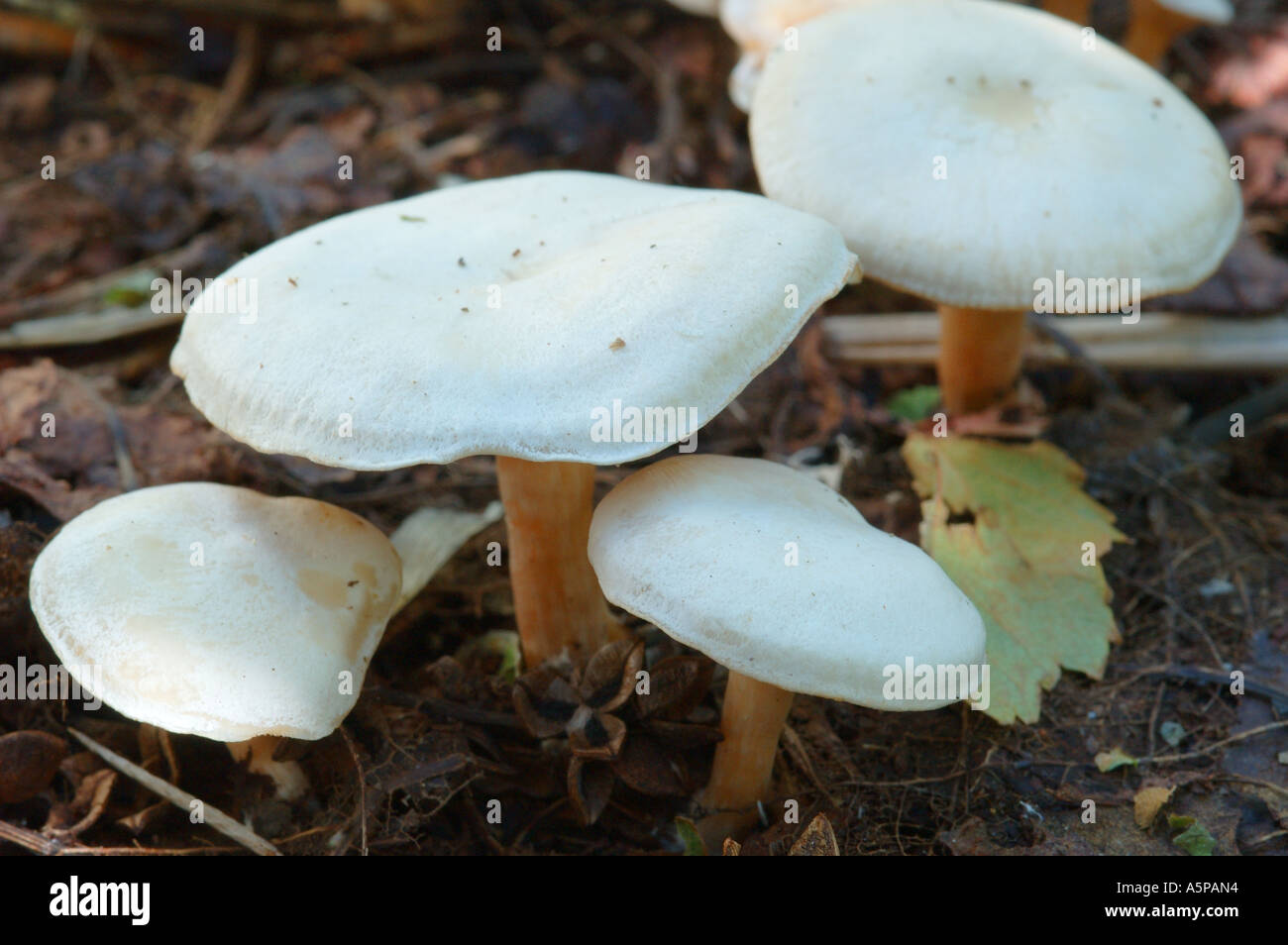 Un groupe de champignons champignons toadstools ( , ) Clitocybe croissant sur le terrain dans la forêt. Grand large white caps sur tiges courtes Banque D'Images