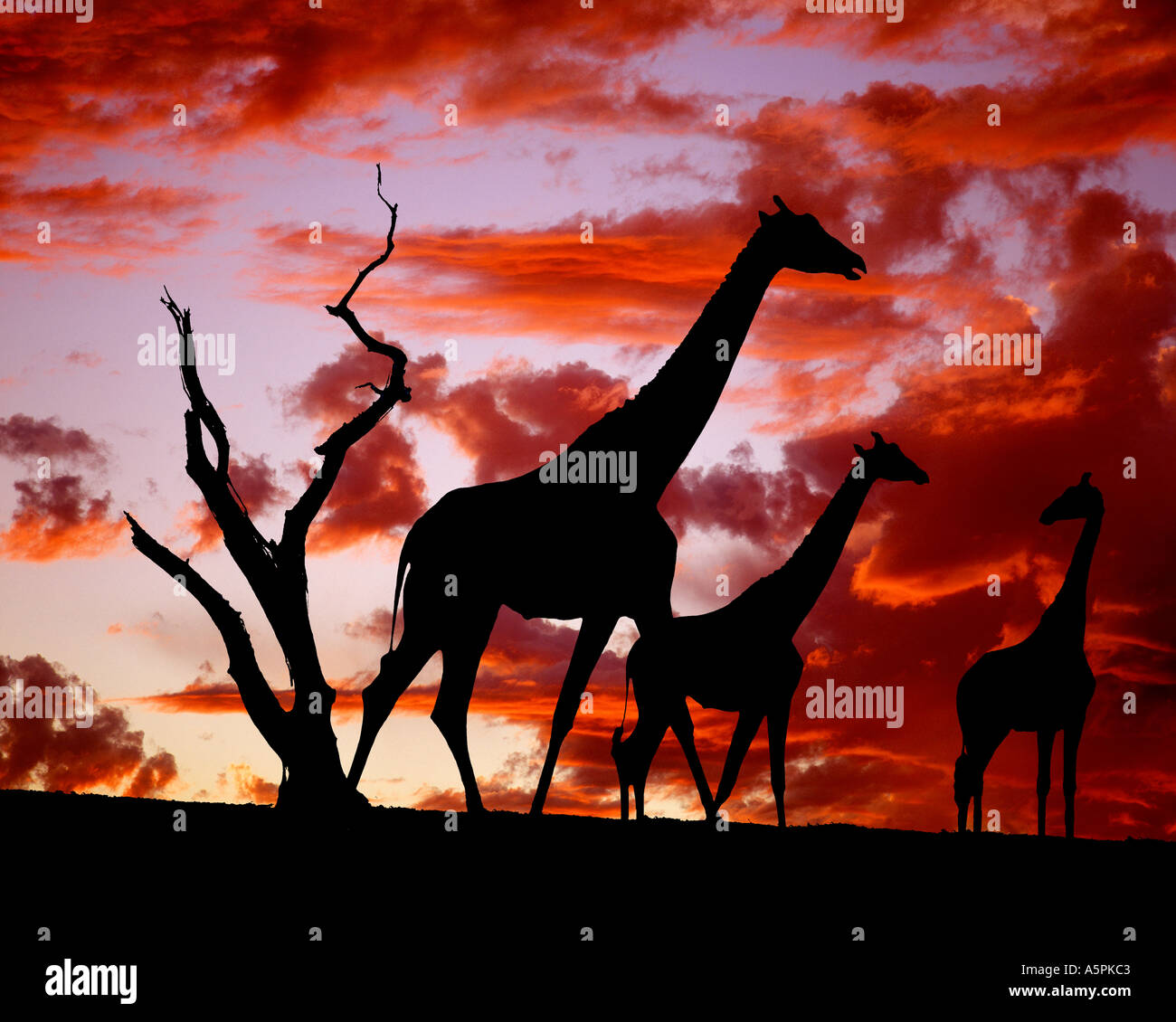 Les girafes, Masai Mara, Kenya Banque D'Images