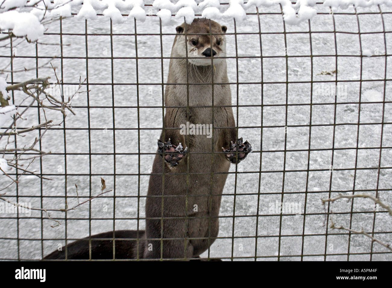 La loutre de rivière en hiver Banque D'Images