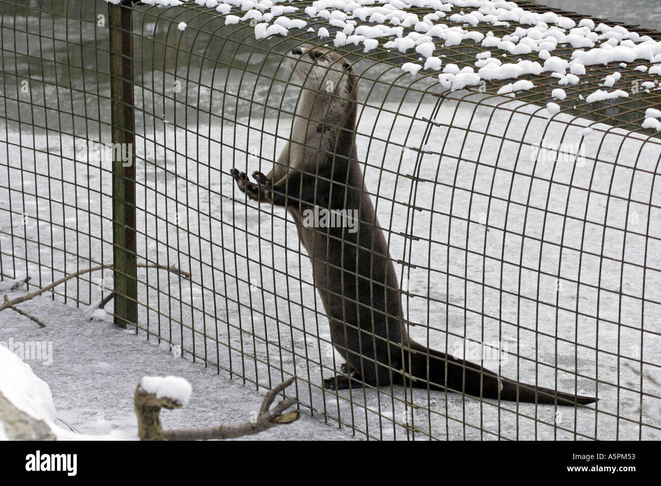 La loutre de rivière en hiver Banque D'Images
