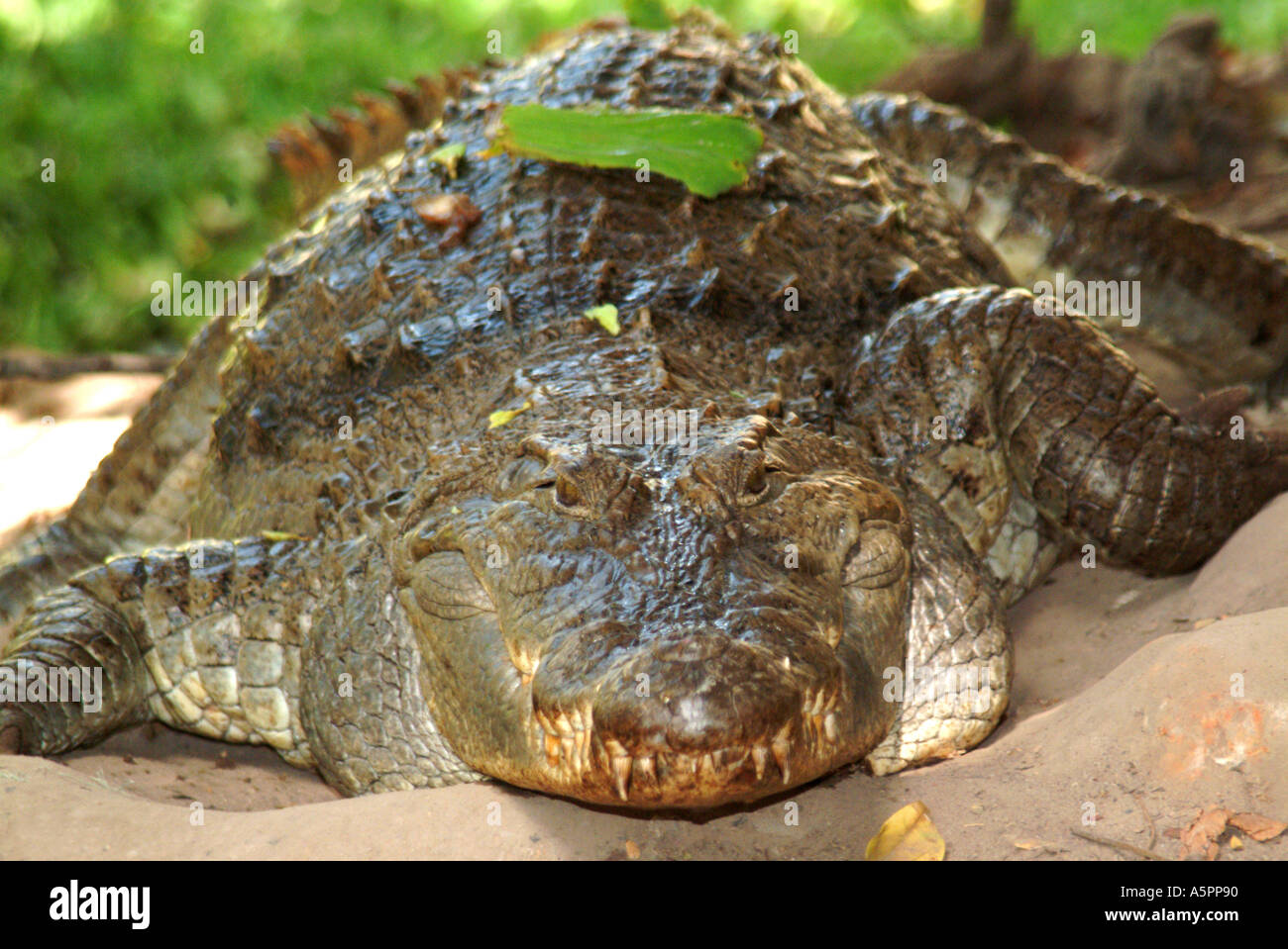 Au Crocodile Crocodile Bakau Kachikally piscine près de l'Afrique de l'Ouest Gambie Banque D'Images