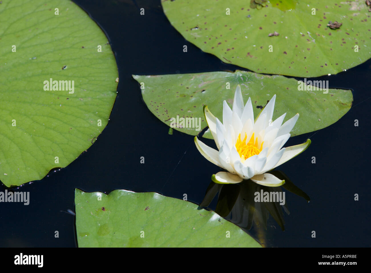 Water Lily au wetland marsh dans le centre de la Floride USA Banque D'Images