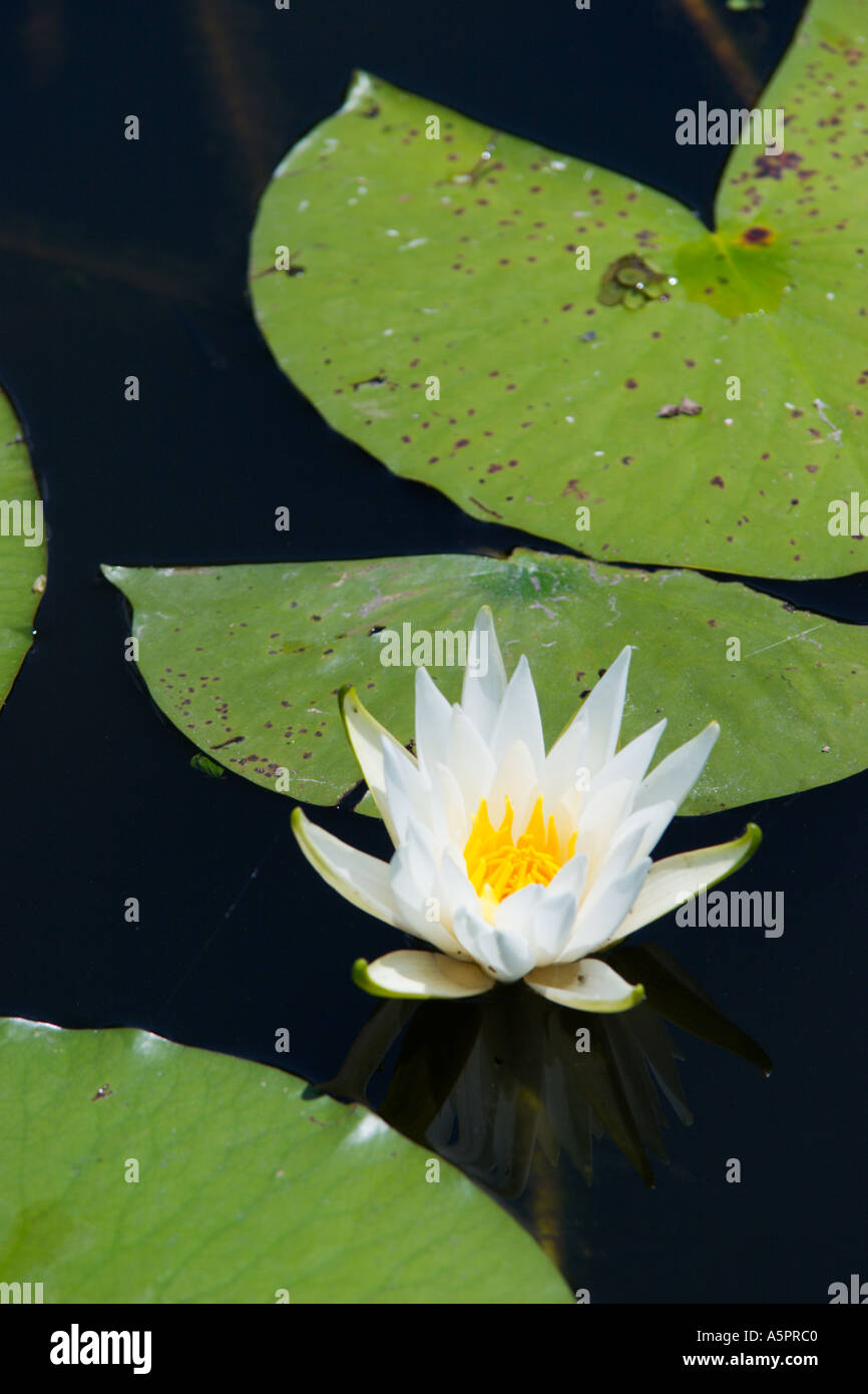 Water Lily au wetland marsh dans le centre de la Floride USA Banque D'Images