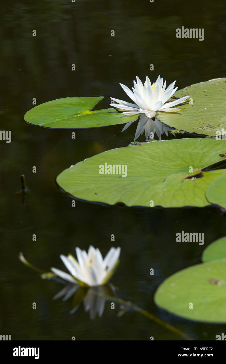 Water Lily au wetland marsh dans le centre de la Floride USA Banque D'Images