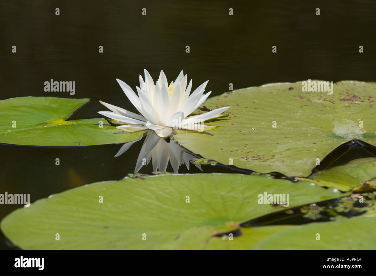 Water Lily au wetland marsh dans le centre de la Floride USA Banque D'Images