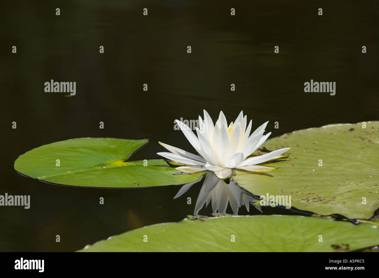 Water Lily au wetland marsh dans le centre de la Floride USA Banque D'Images