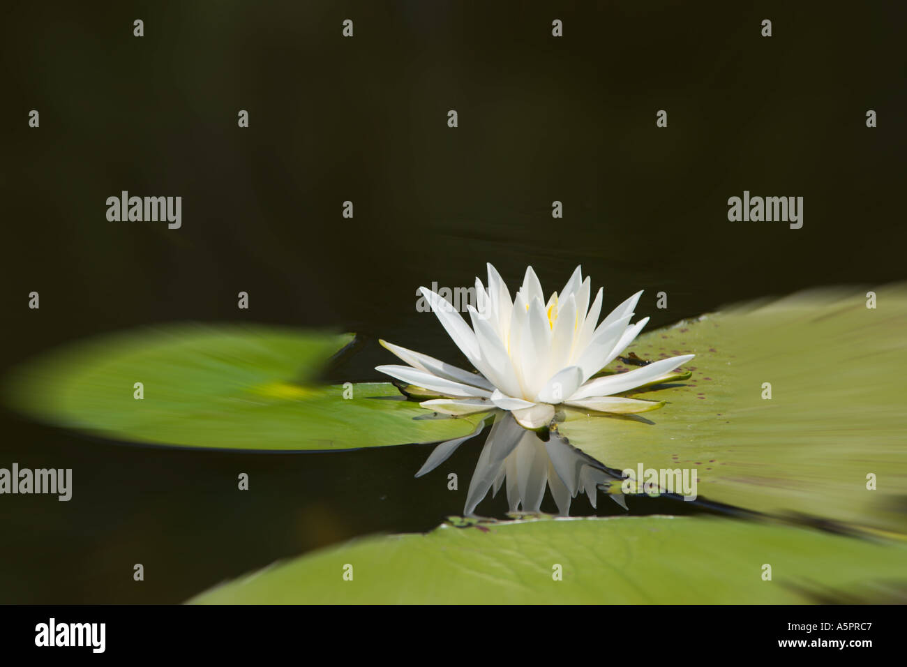 Water Lily au wetland marsh dans le centre de la Floride USA Banque D'Images