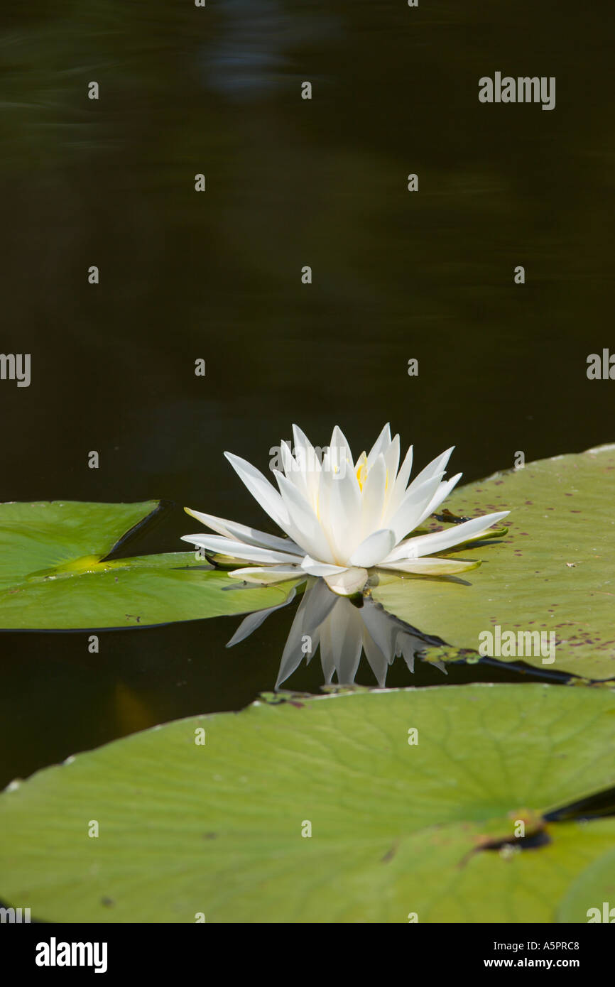 Water Lily au wetland marsh dans le centre de la Floride USA Banque D'Images