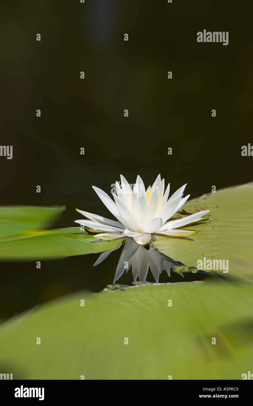 Water Lily au wetland marsh dans le centre de la Floride USA Banque D'Images