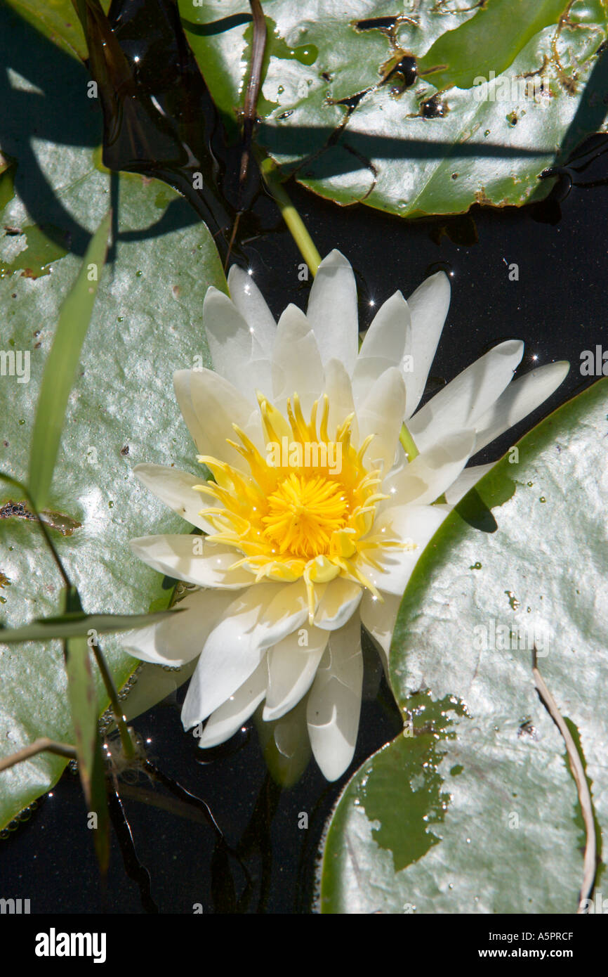 Water Lily au wetland marsh dans le centre de la Floride USA Banque D'Images