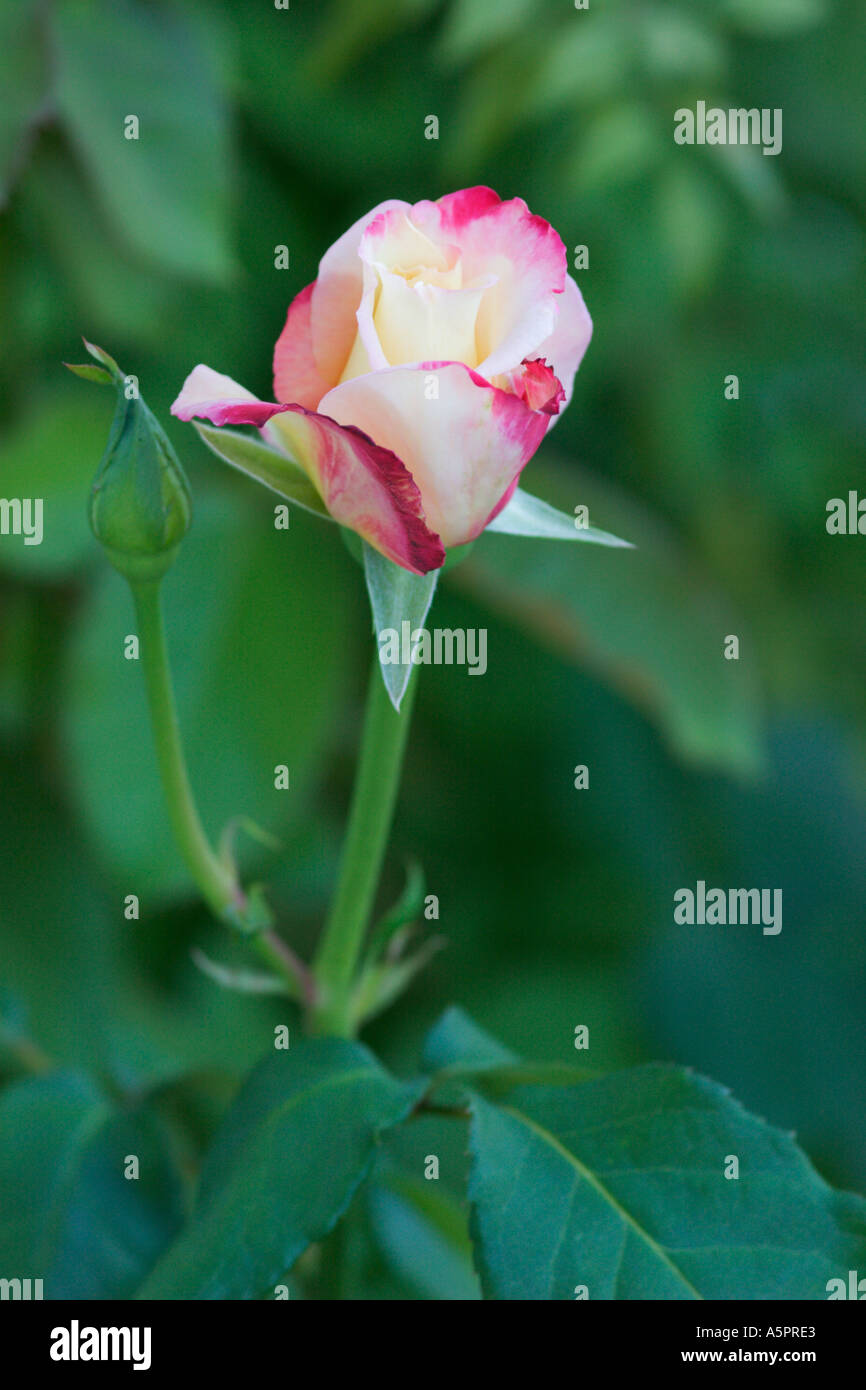 Rose rose tendre se détache sur la verdure Banque D'Images