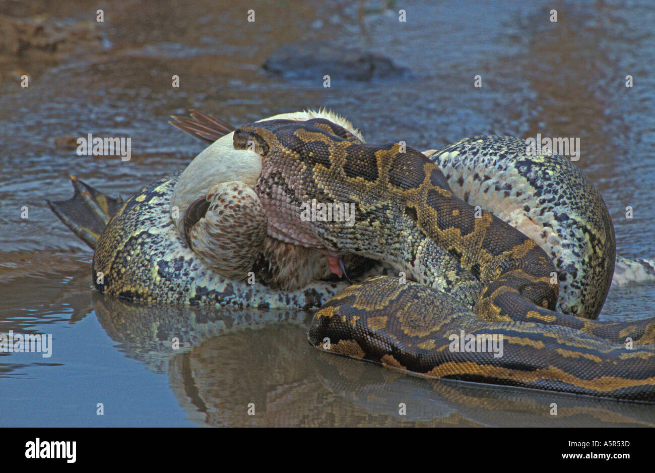 African Rock Python Python sebae avaler un pélican blanc Photo Stock ...