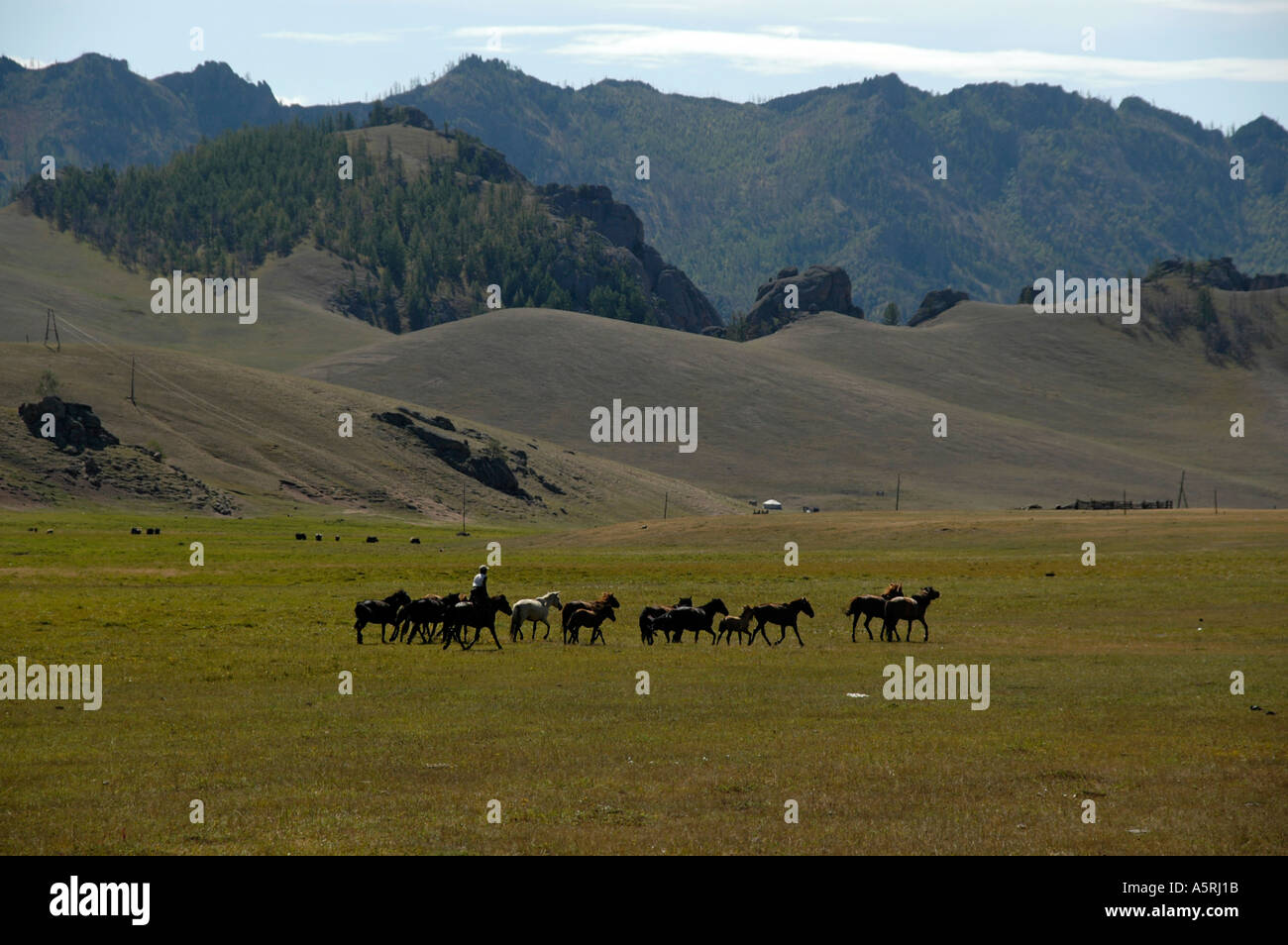 Herde de chevaux dans le vaste paysage ouvert d'herbage et de Montagnes Parc National de Terelj Mongolie Banque D'Images