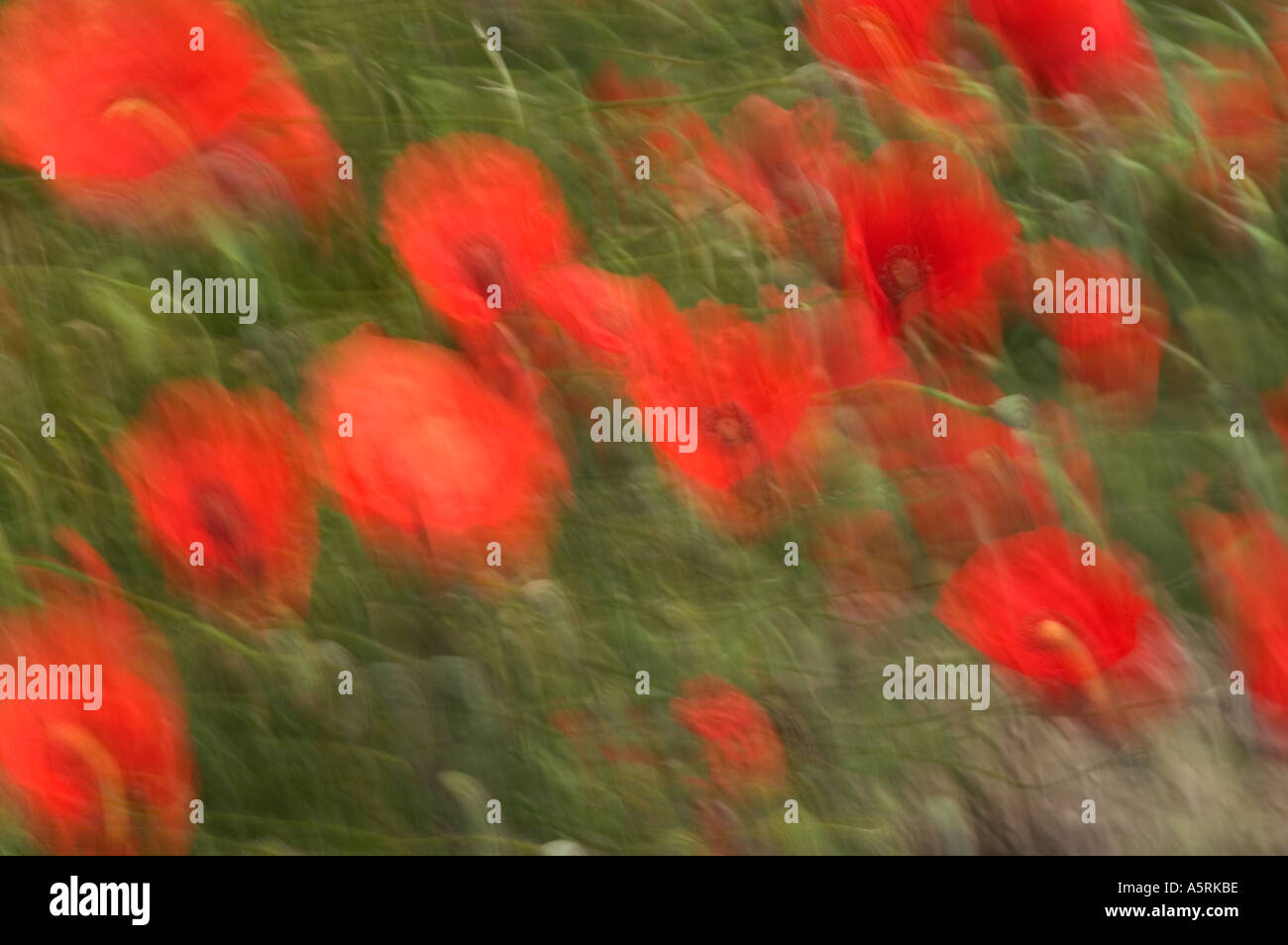 Graines de pavot rouge sur une prairie d'été Banque D'Images