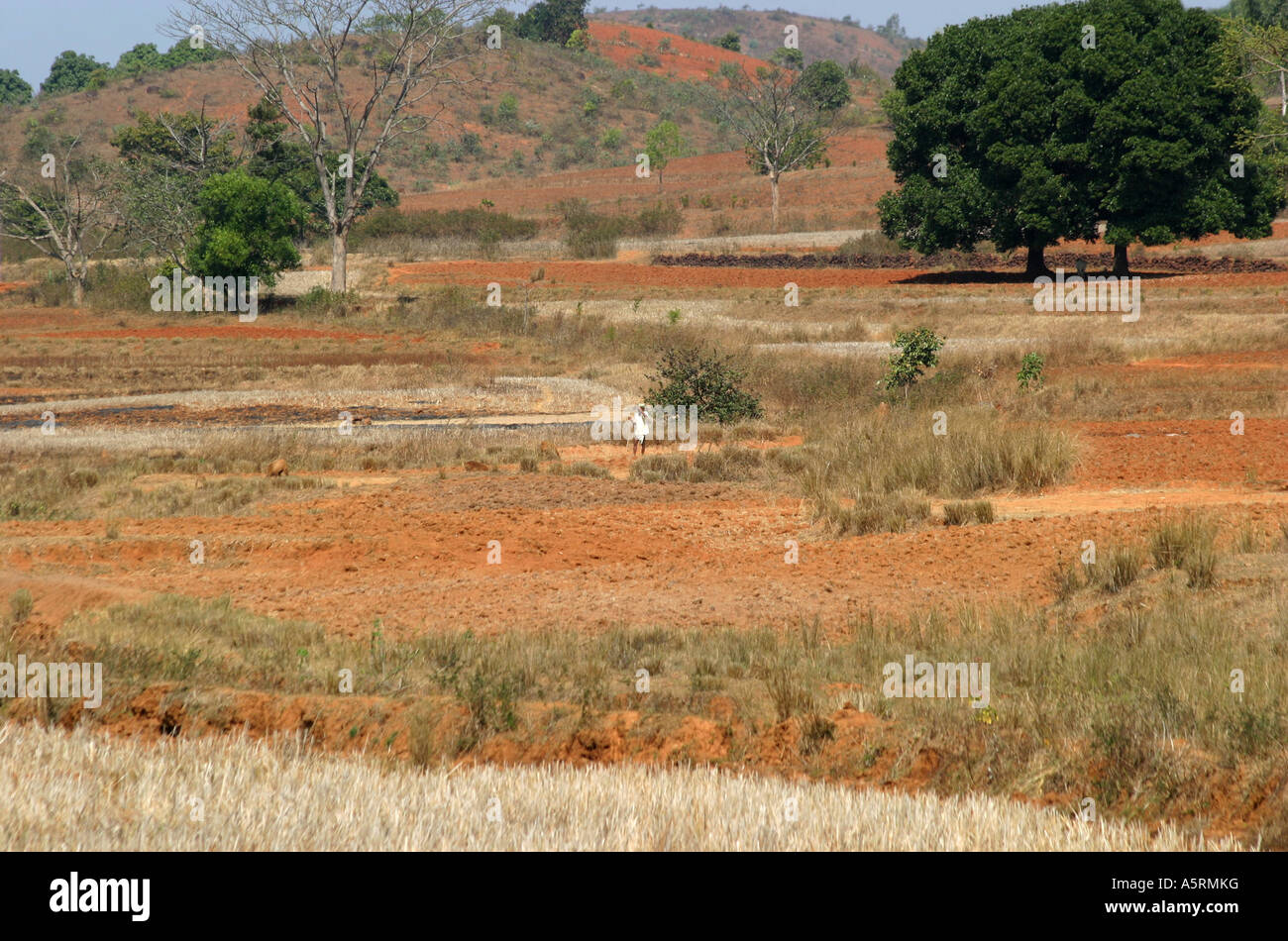 Droits tribaux traditionnels de la culture des terres héréditaires dans l'Orissa est contestée par divers organismes du gouvernement indien Banque D'Images