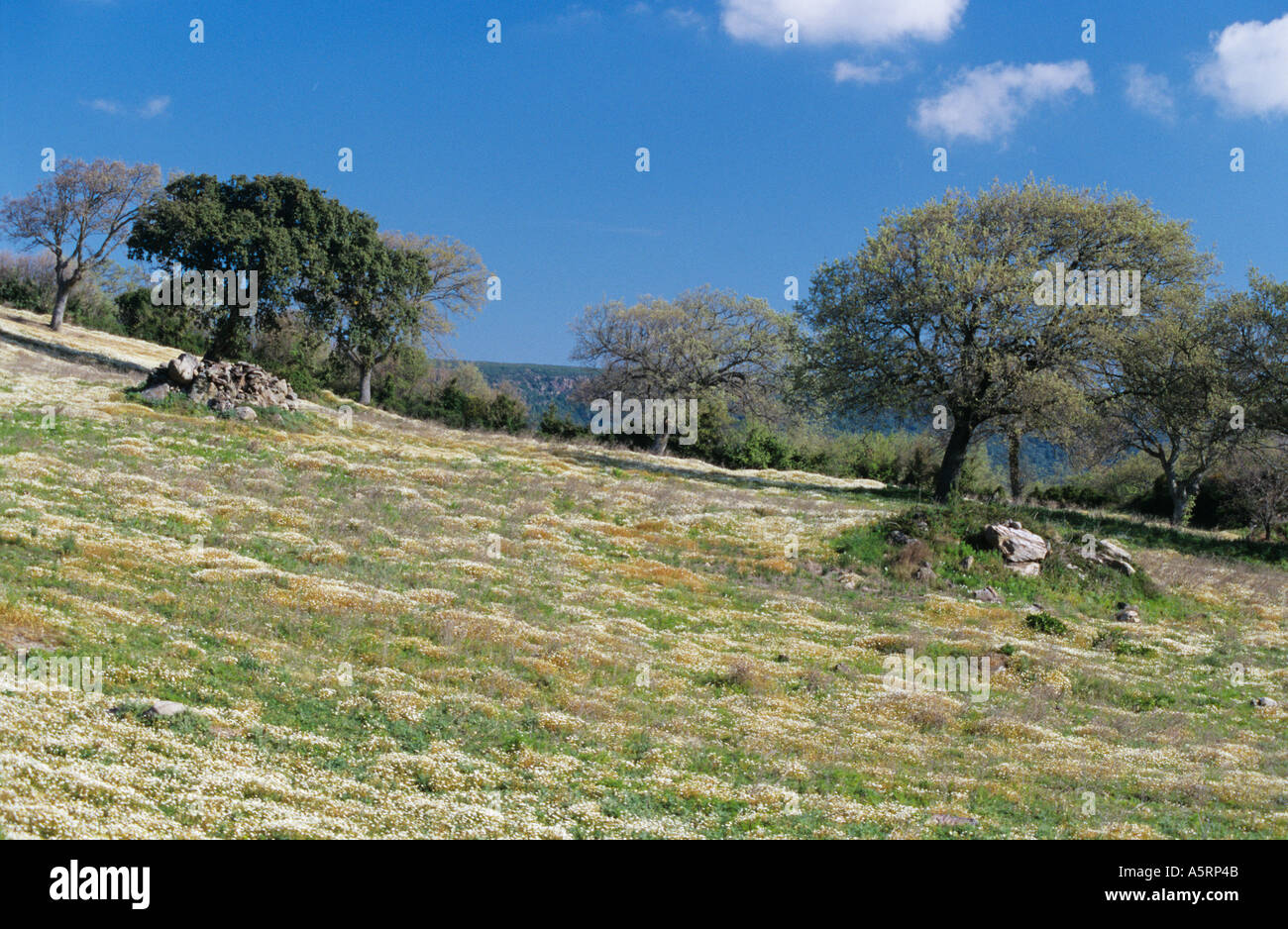 Une prairie de fleurs en fleurs sur le Monte Arci Sardaigne Italie Banque D'Images