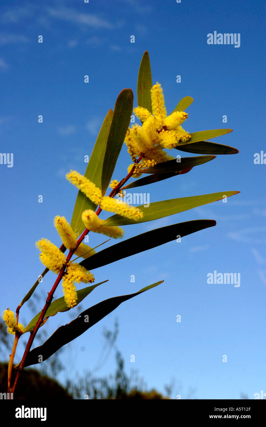 Fleur de mimosa d'Australie indique un signe du printemps Banque D'Images