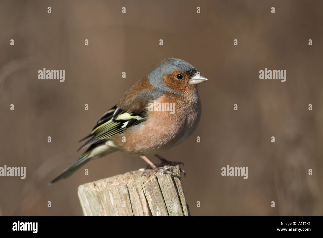 Chaffinch Fringilla coelebs mâle sur un piquet de Kent UK winter Banque D'Images
