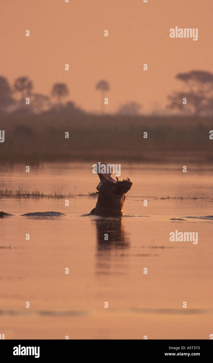 Hippopotame Bâillant à l'aube du delta de l'OKAVANGO BOTSWANA AFRIQUE Banque D'Images