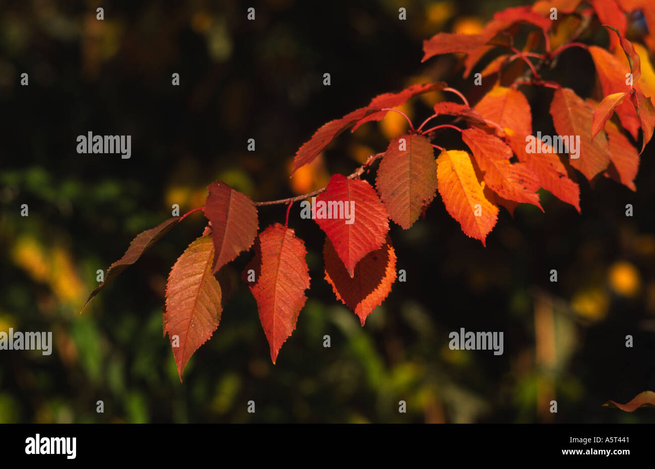 La couleur des feuilles d'automne à Dunorlan Park Royal Tunbridge et Angleterre Banque D'Images