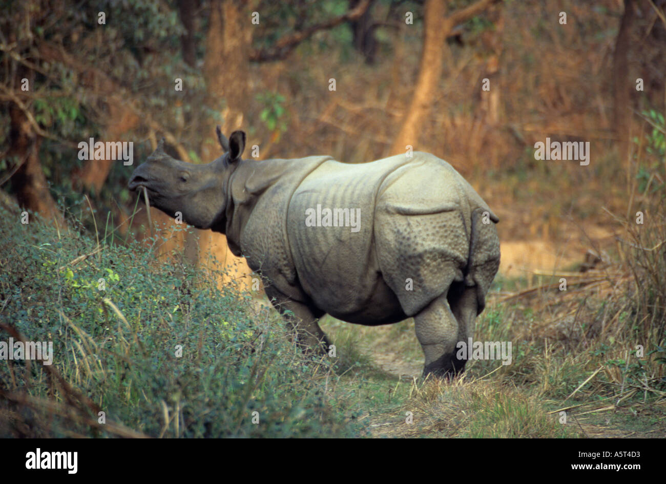 Great Indian Onehorned Rhinoceros Rhinoceros unicornis Parc national de Chitwan au Népal Banque D'Images