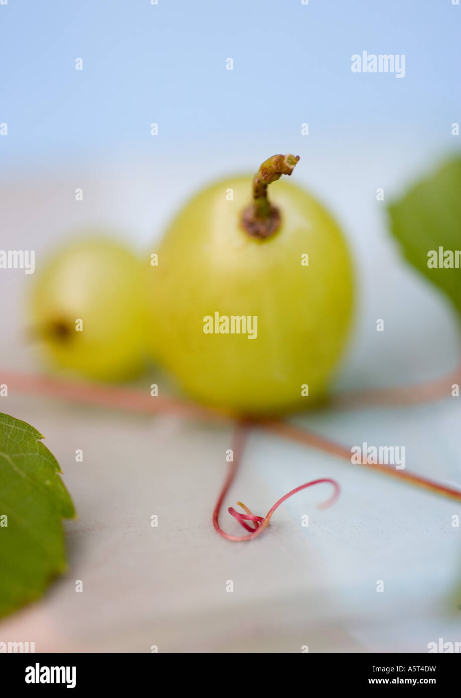 Les raisins, extreme close-up Banque D'Images