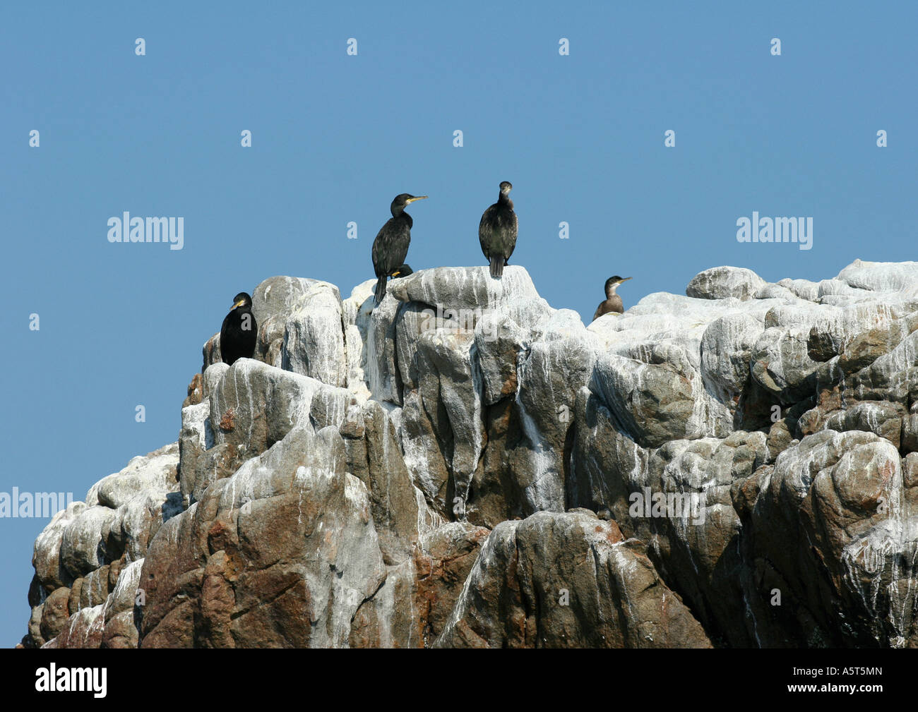 Ile de Bréhat, Bretagne, France, les cormorans huppés (Phalacrocorax aristotelis), cormorans, perché sur le roc Banque D'Images